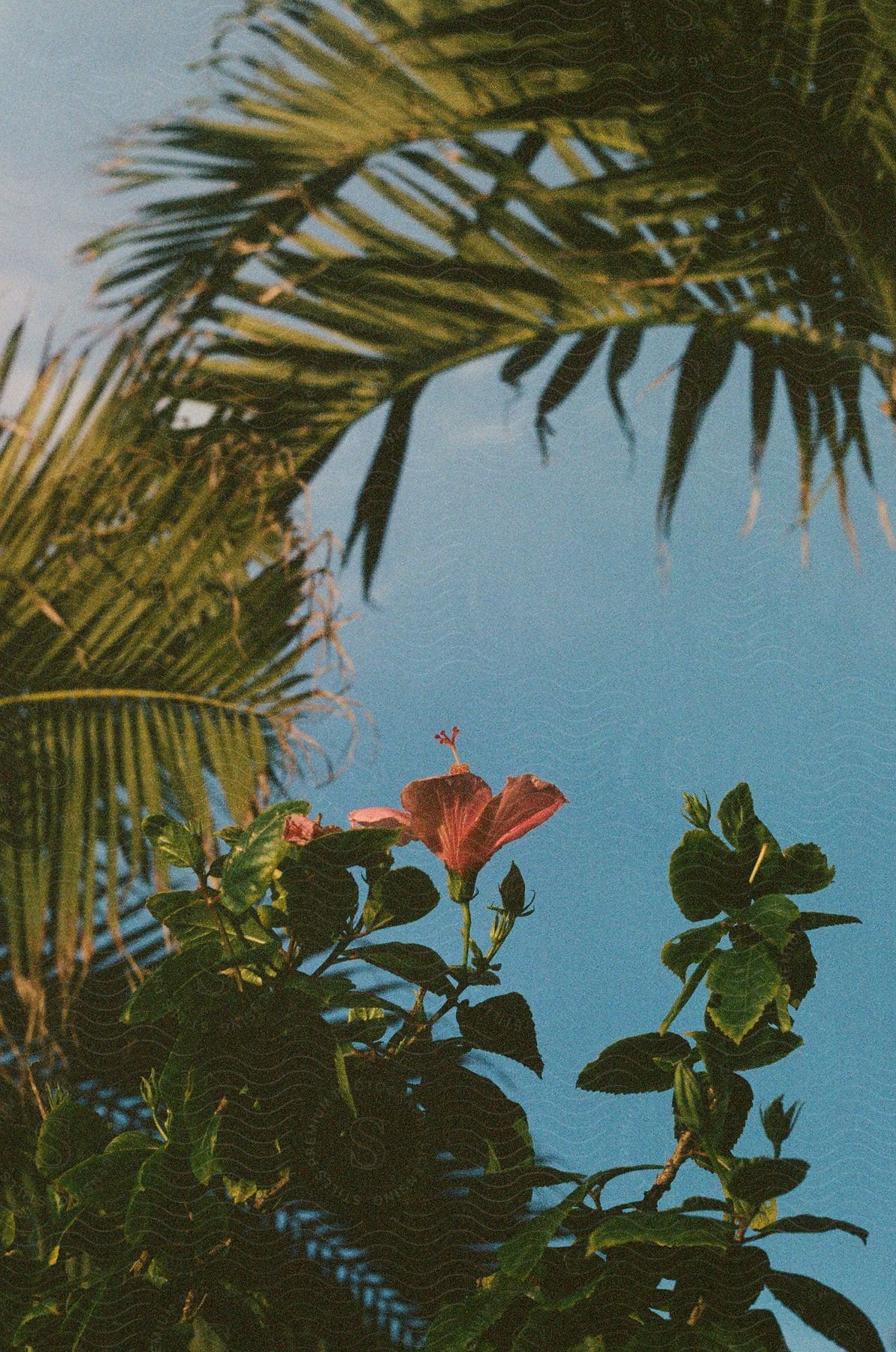 Close up of orange Hibiscus fragilis and palm tree leaves