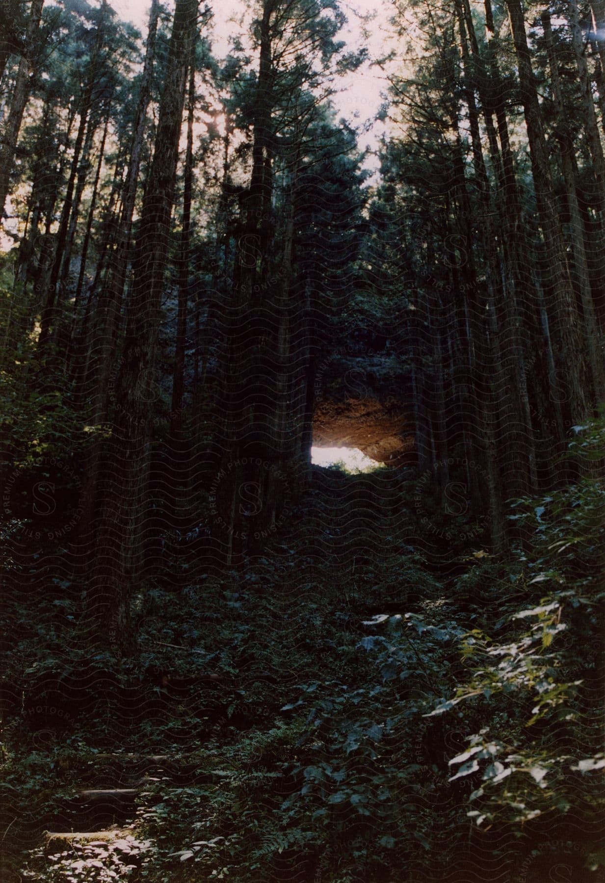 A cave among green tall trees in the forest