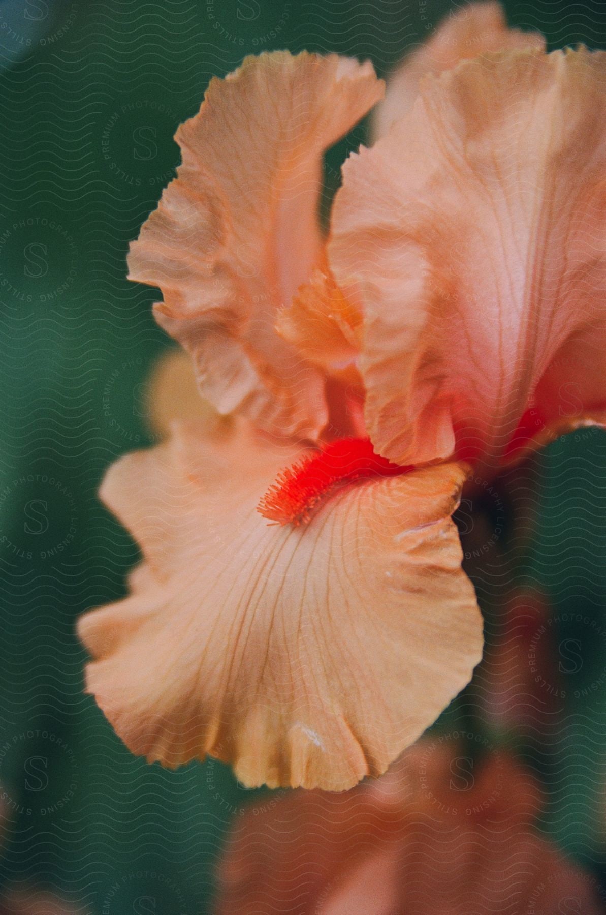 Apricot colored iris flower