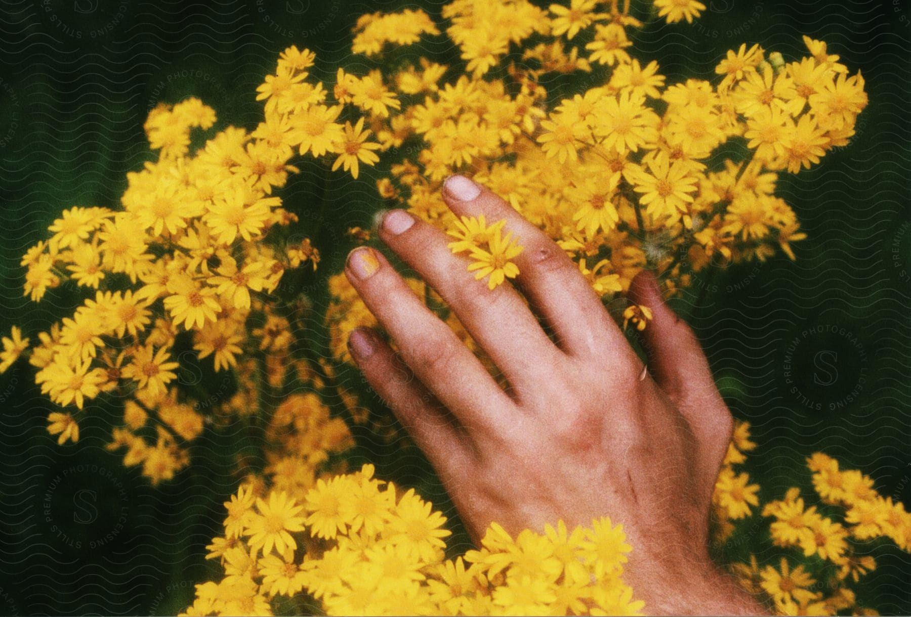 Hand cradles yellow flowers