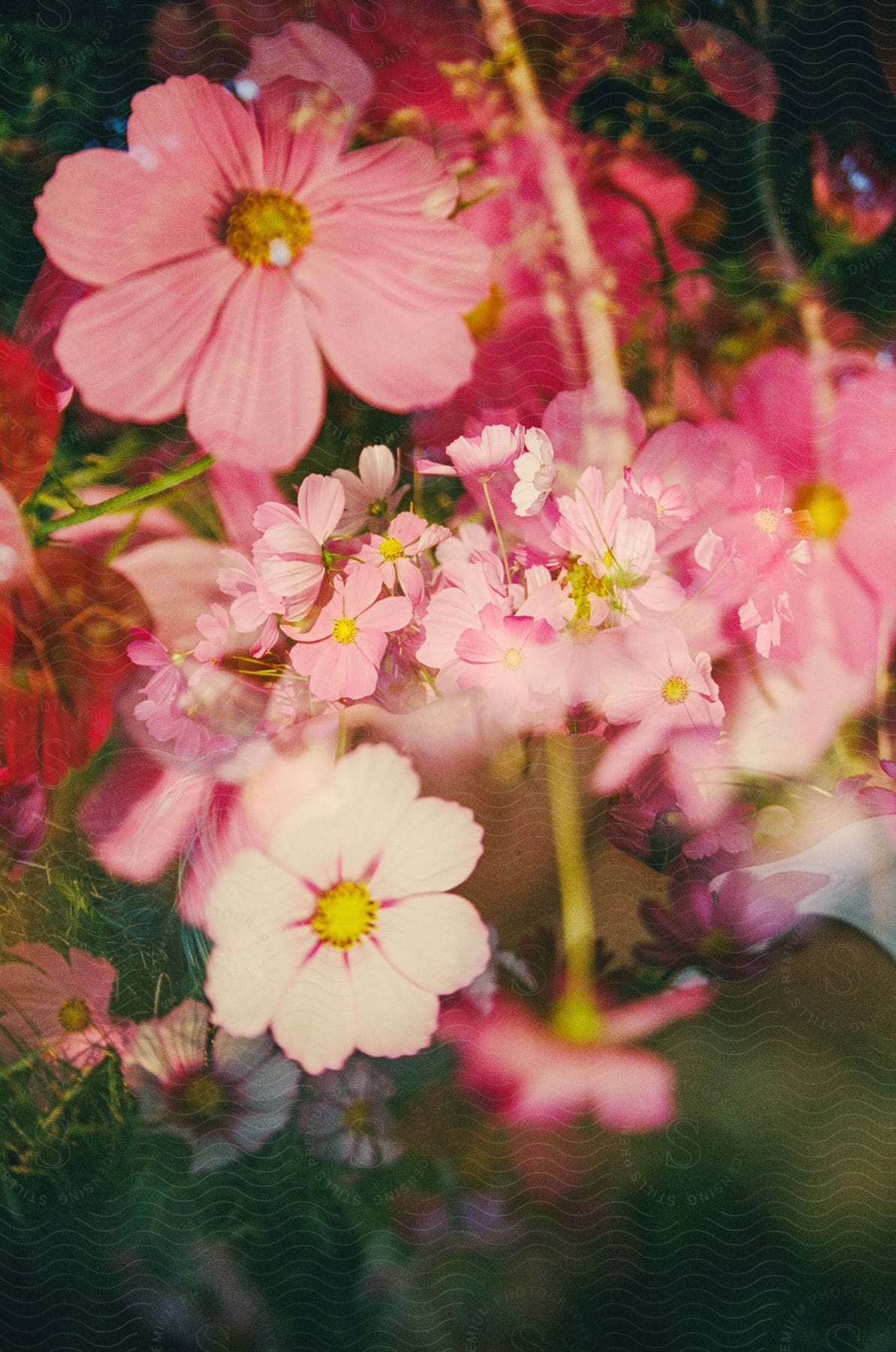 Pink flowers of various sizes cluster together.