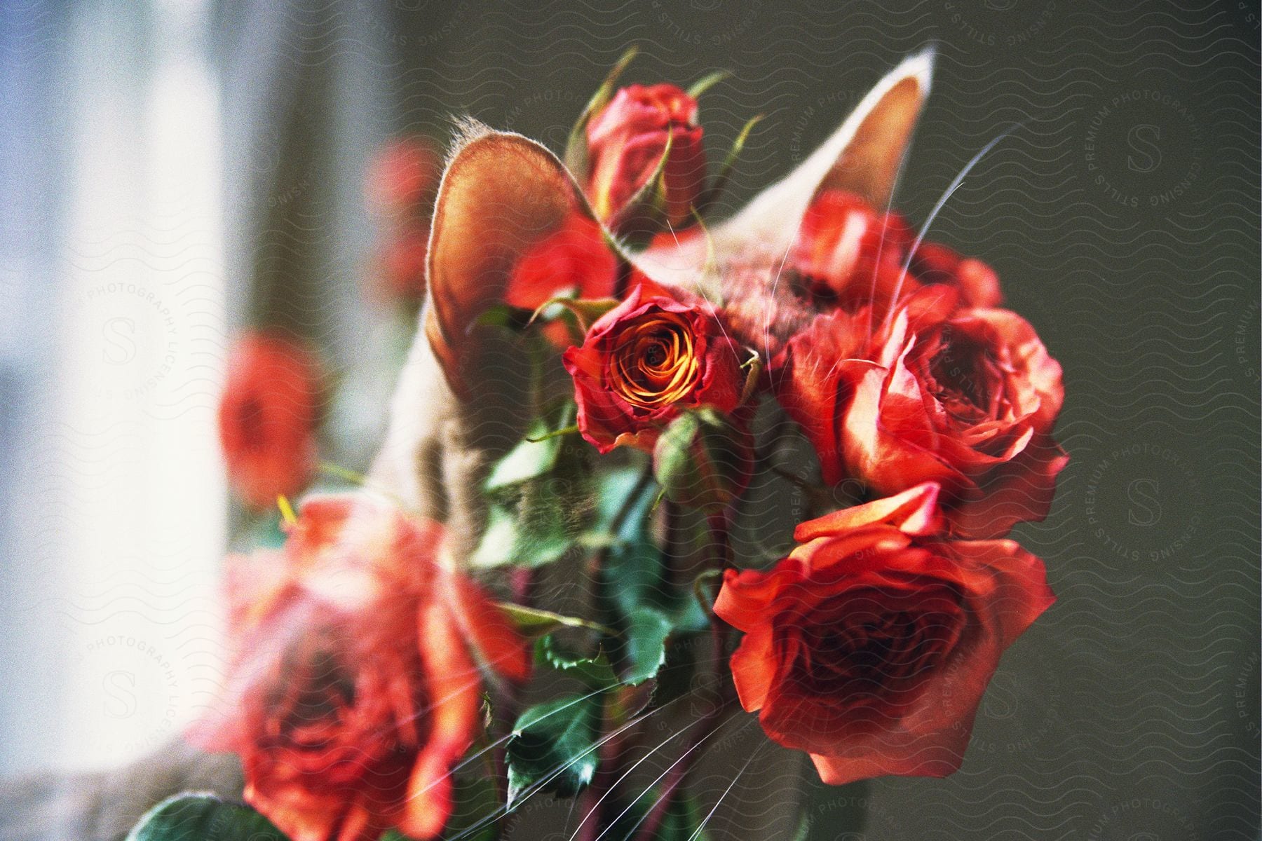 Double exposure of cat with red roses over head