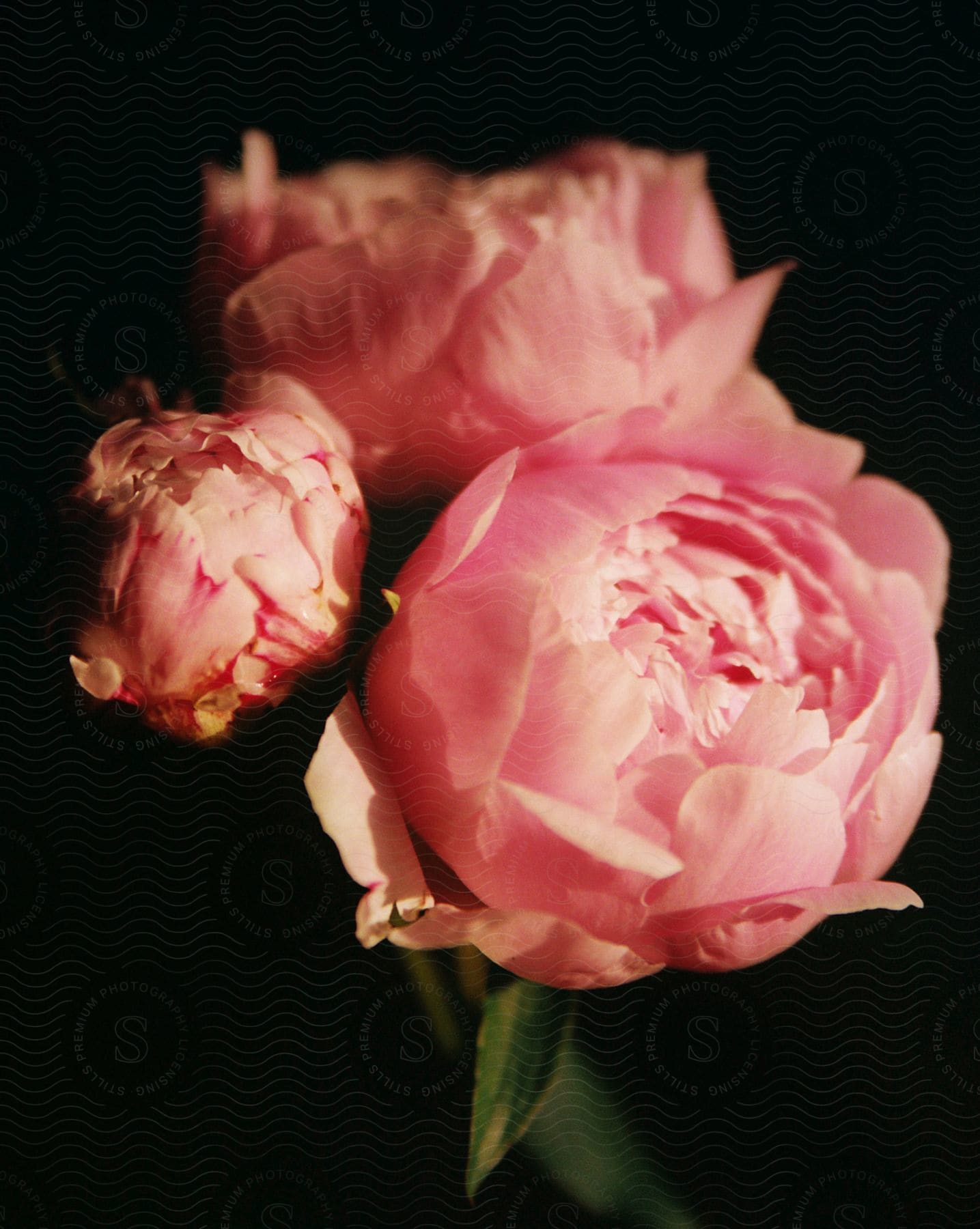 Three pink peonies