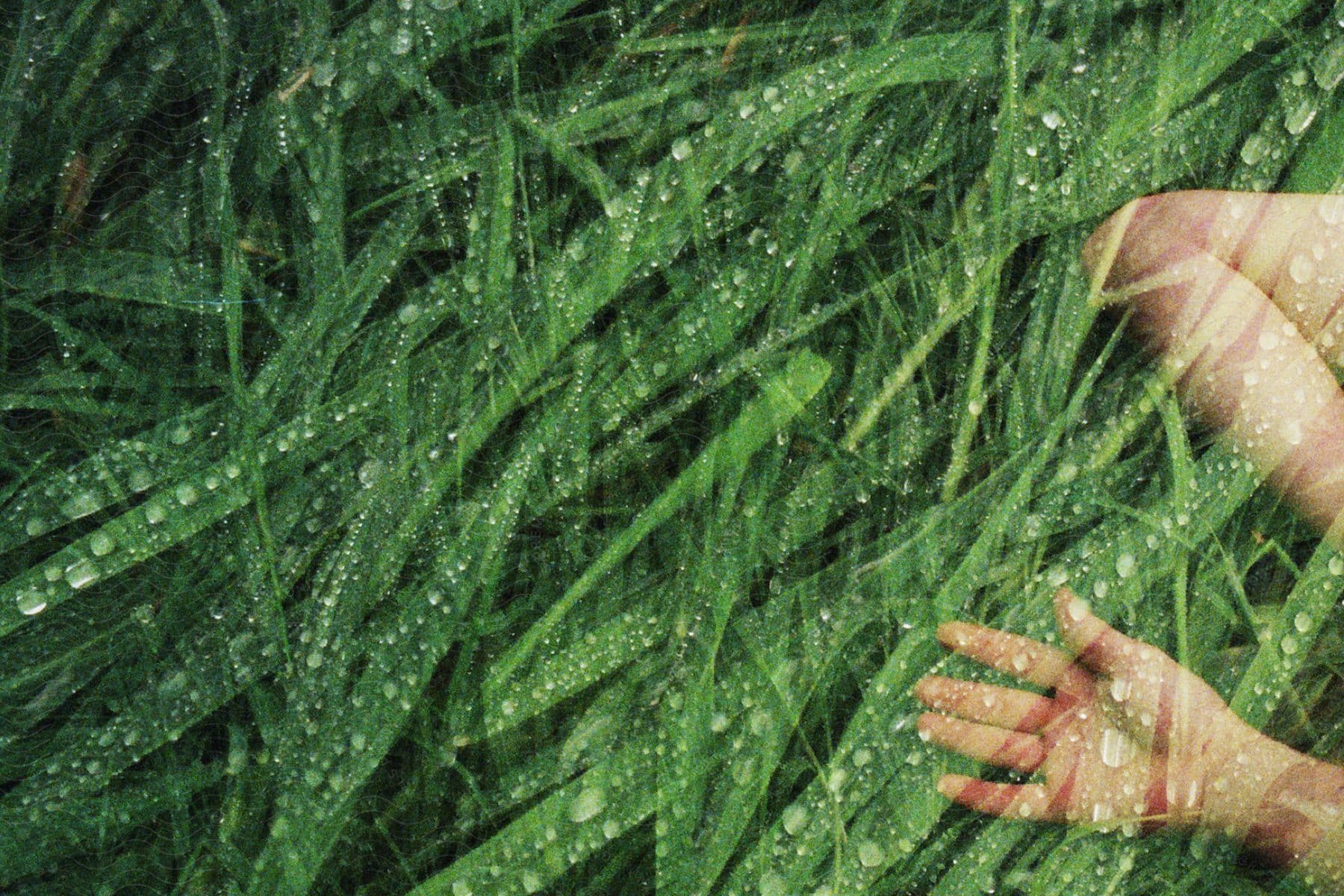 A digital image of a persons hand and arm laying on tall thick blades of grass.