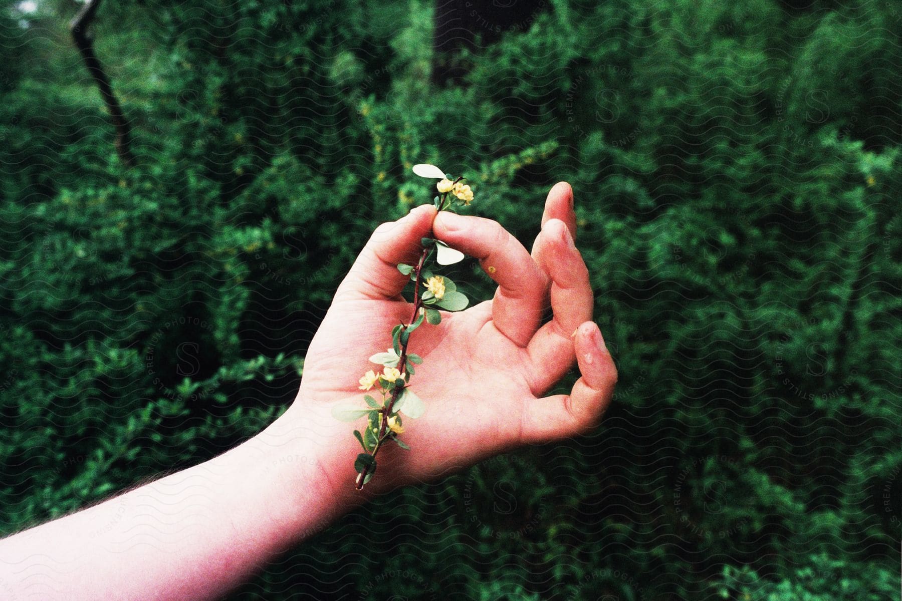 Hand holding flowering shrub branch