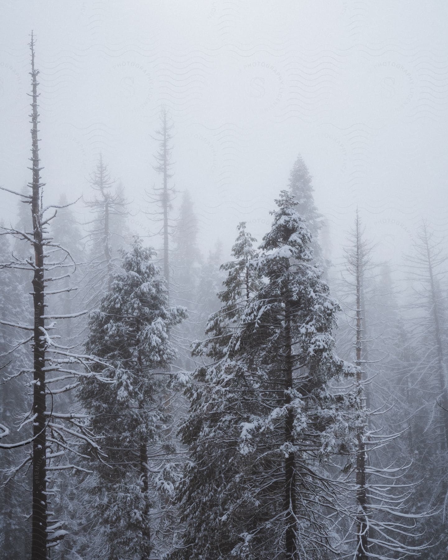 A forest of tall, snow-covered trees is shrouded in fog and snow,