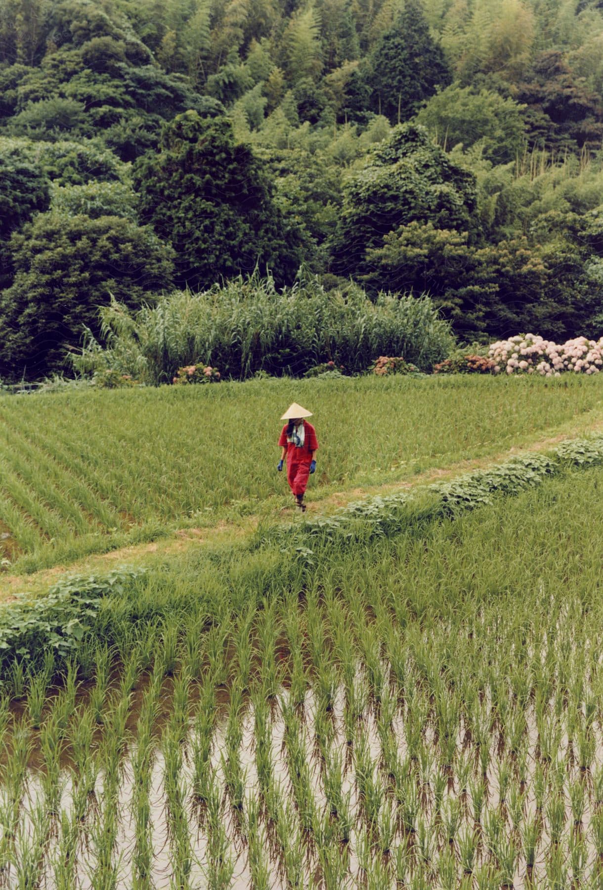 a man wearing a red attire with a cap walking through a farm surrounded by trees