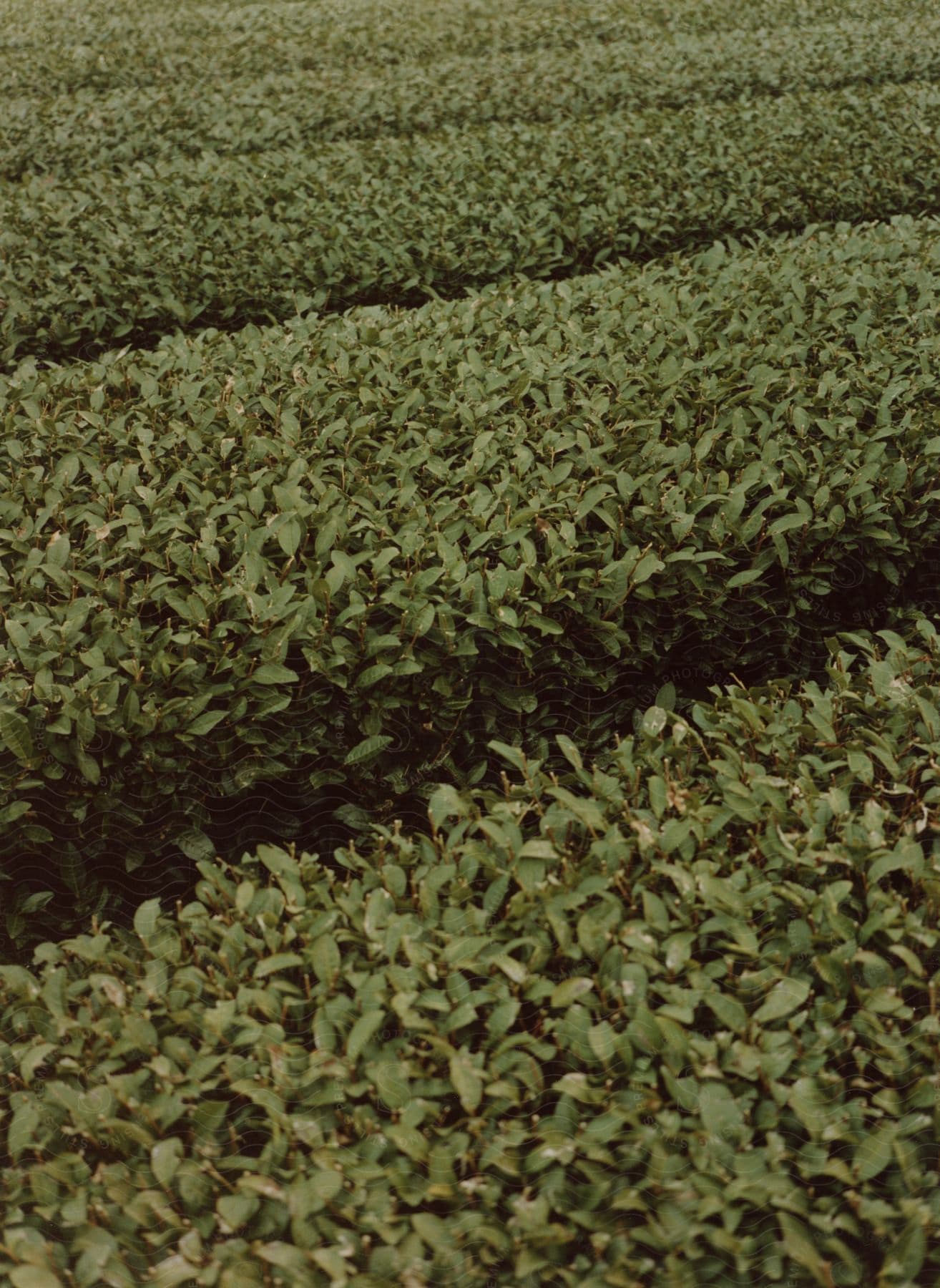 Large rows of green foliage are growing in an agricultural field.