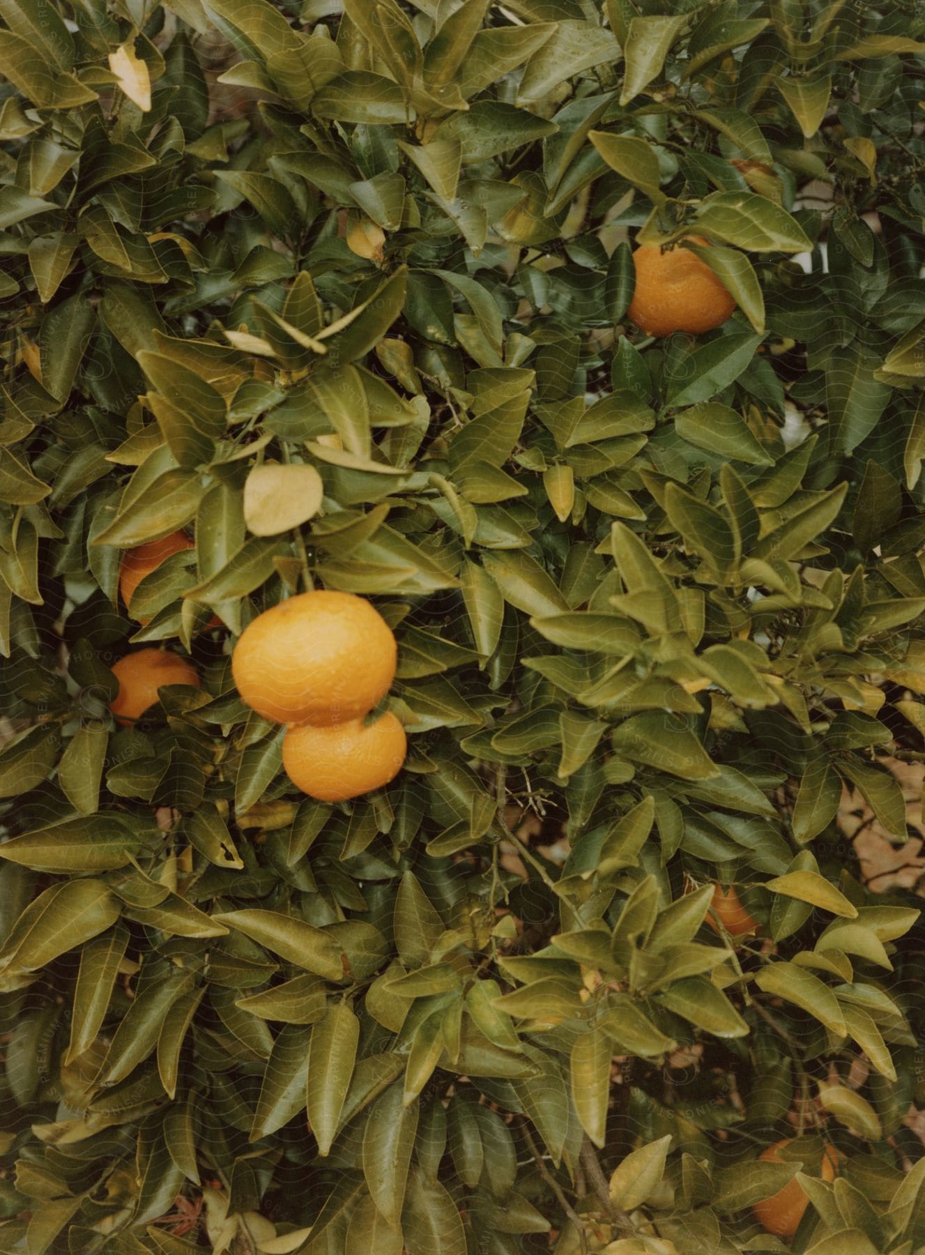 Stock photo of oranges growing on trees.