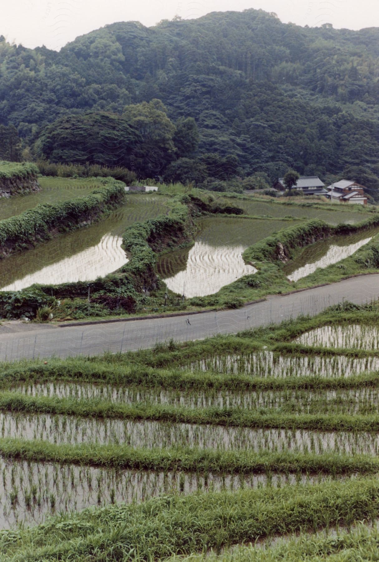 Terraced rice paddy and green hillside