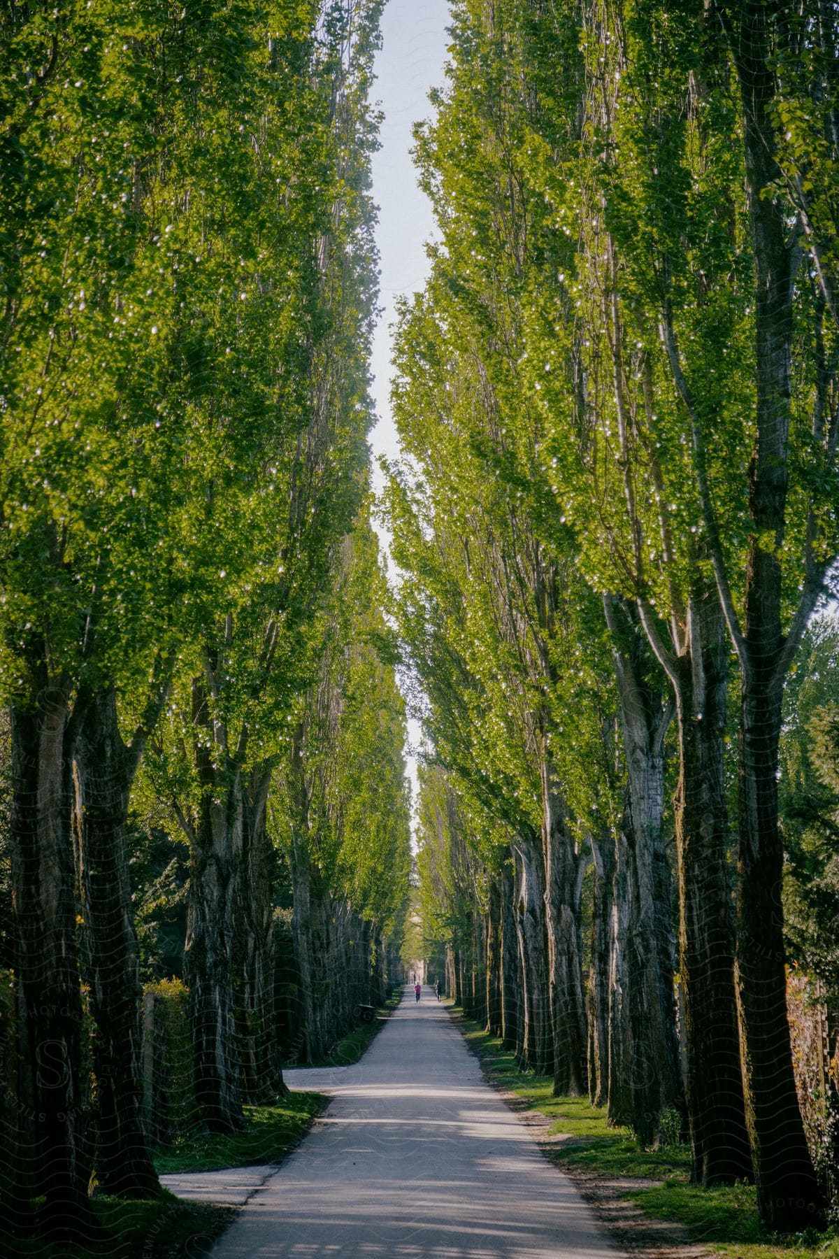 Several huge trees with green leaves surround a small street with people passing by.