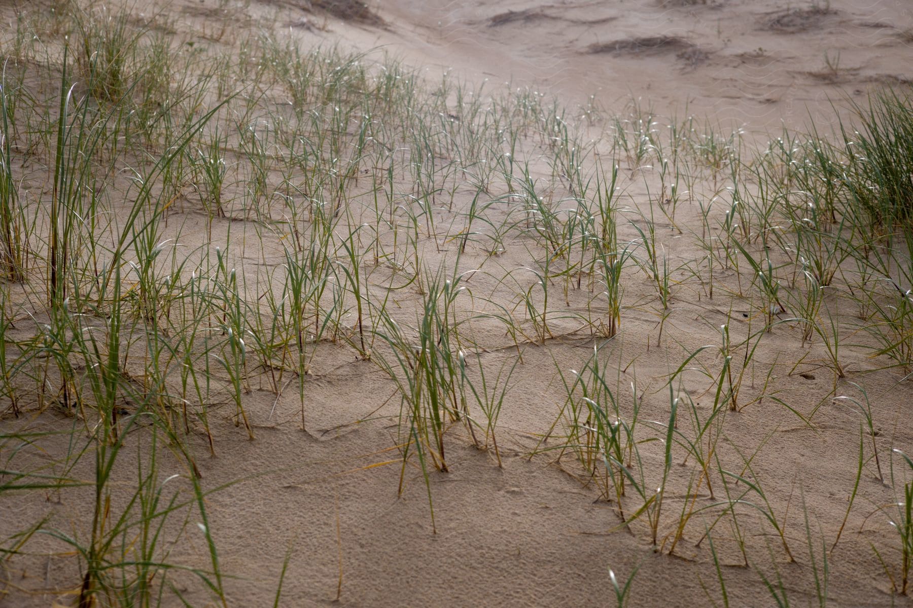 Green grass growing on coastal sand dunes