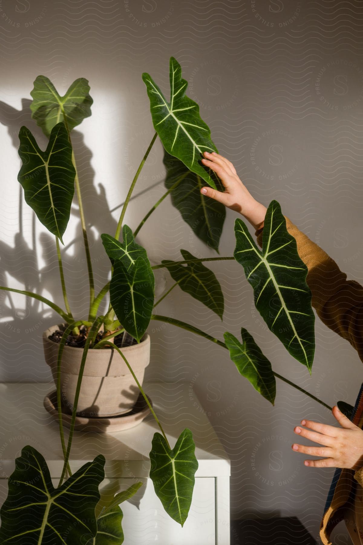 Sunlight shining on a potted plant on a cupboard being touched by a pair of hands.