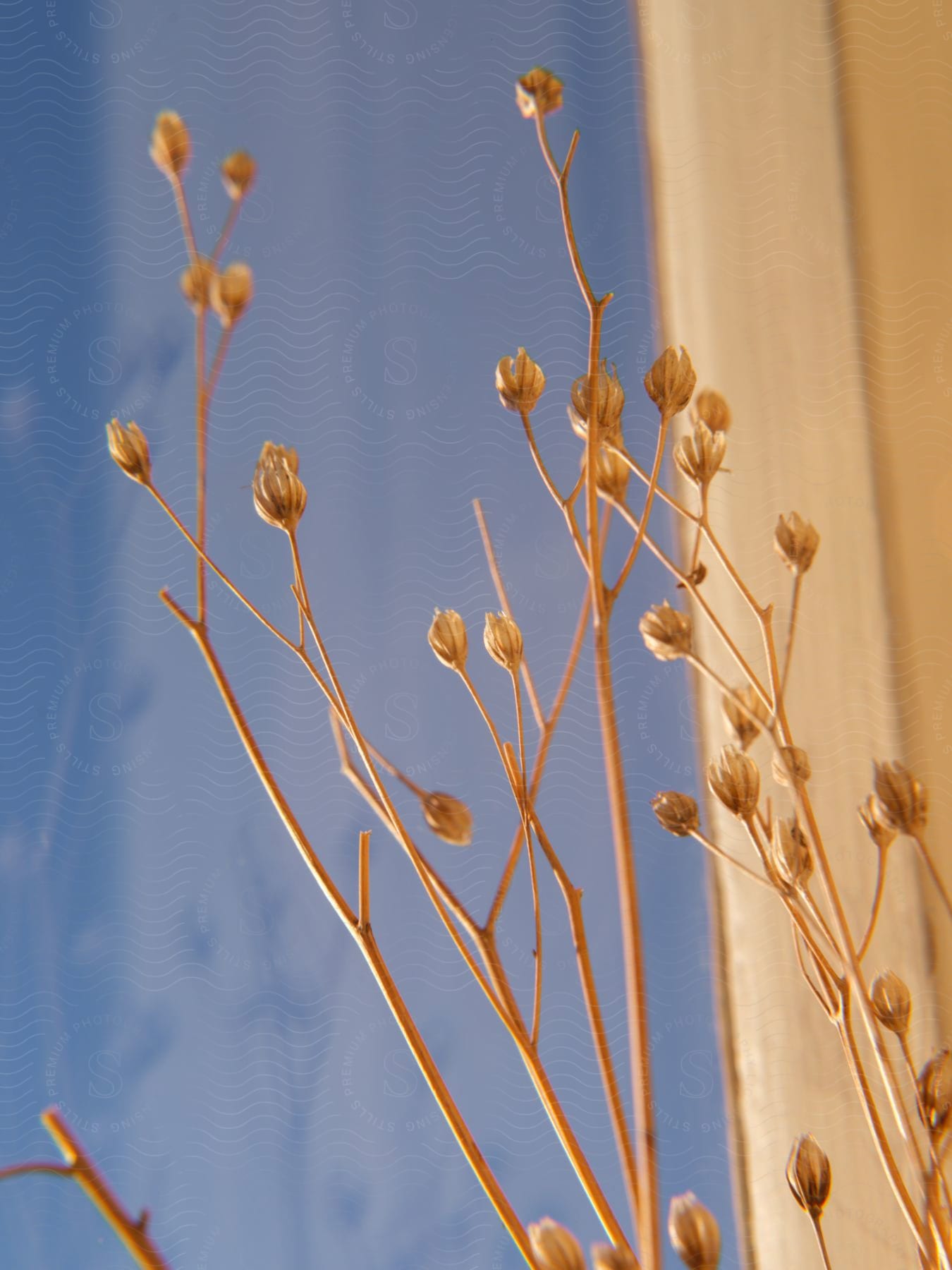 a dried brown stem with flower buds that are yet to open