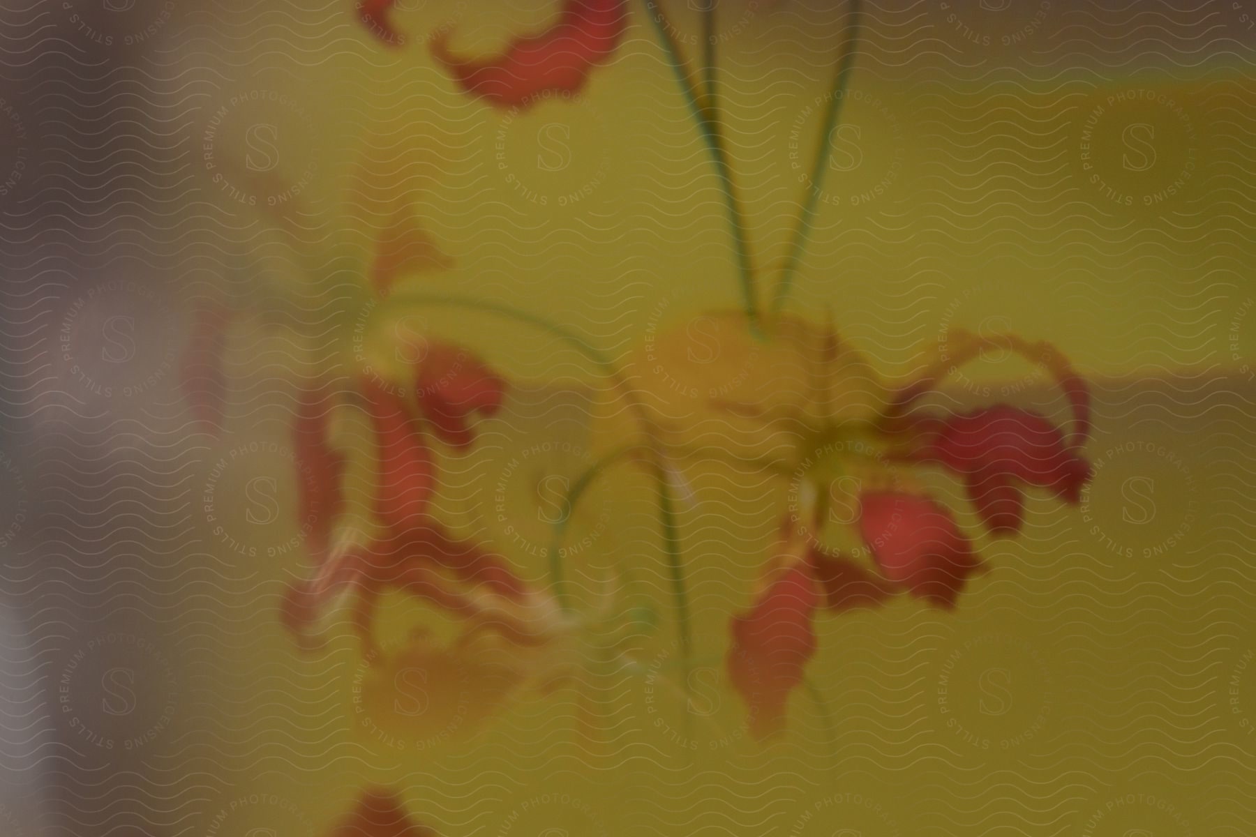 flowers hang from a ceiling light fixture