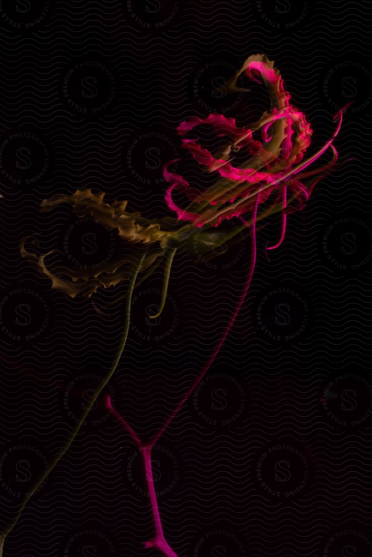 neon pink lines form a pattern against a black background