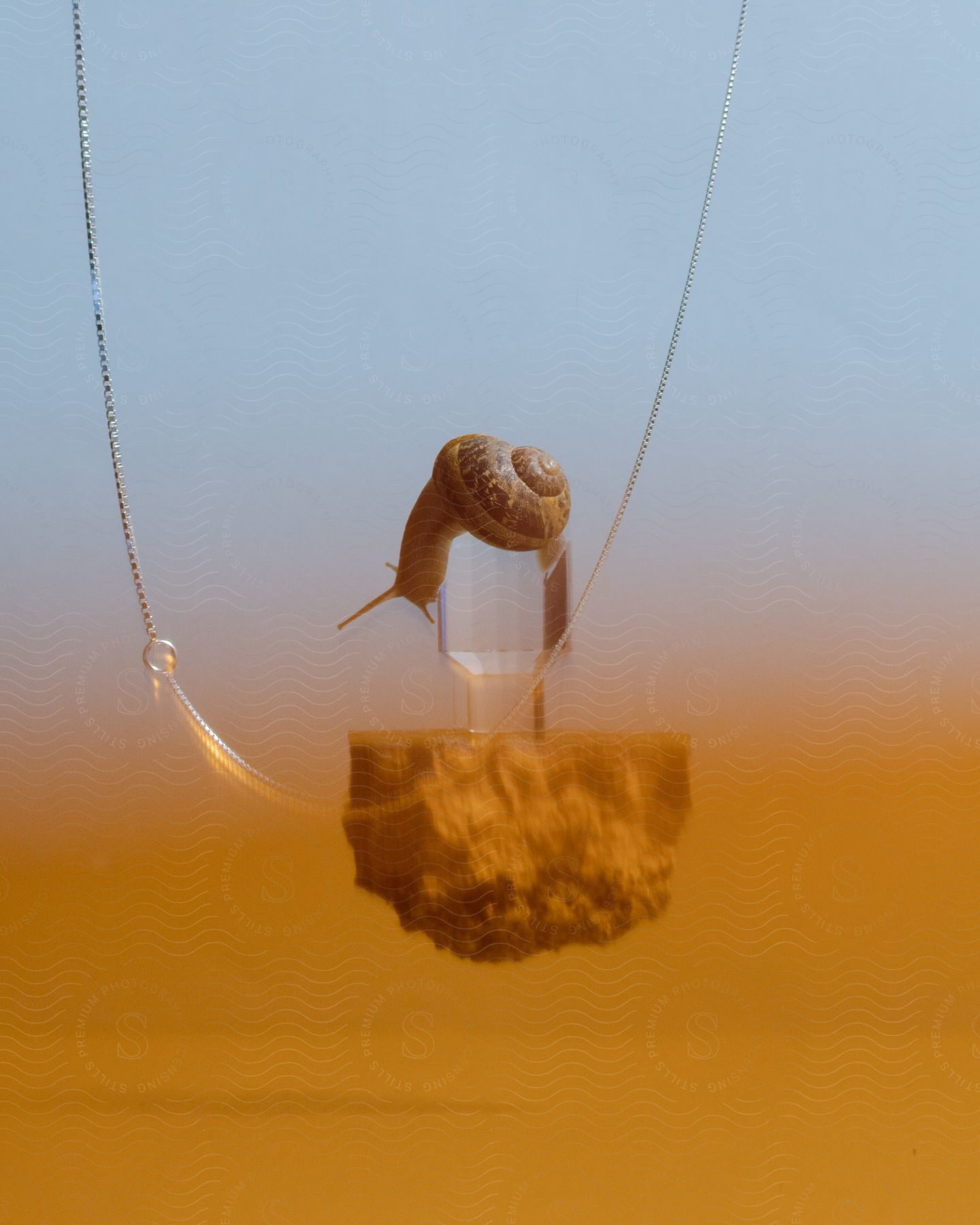 A snail sitting on top of a rock