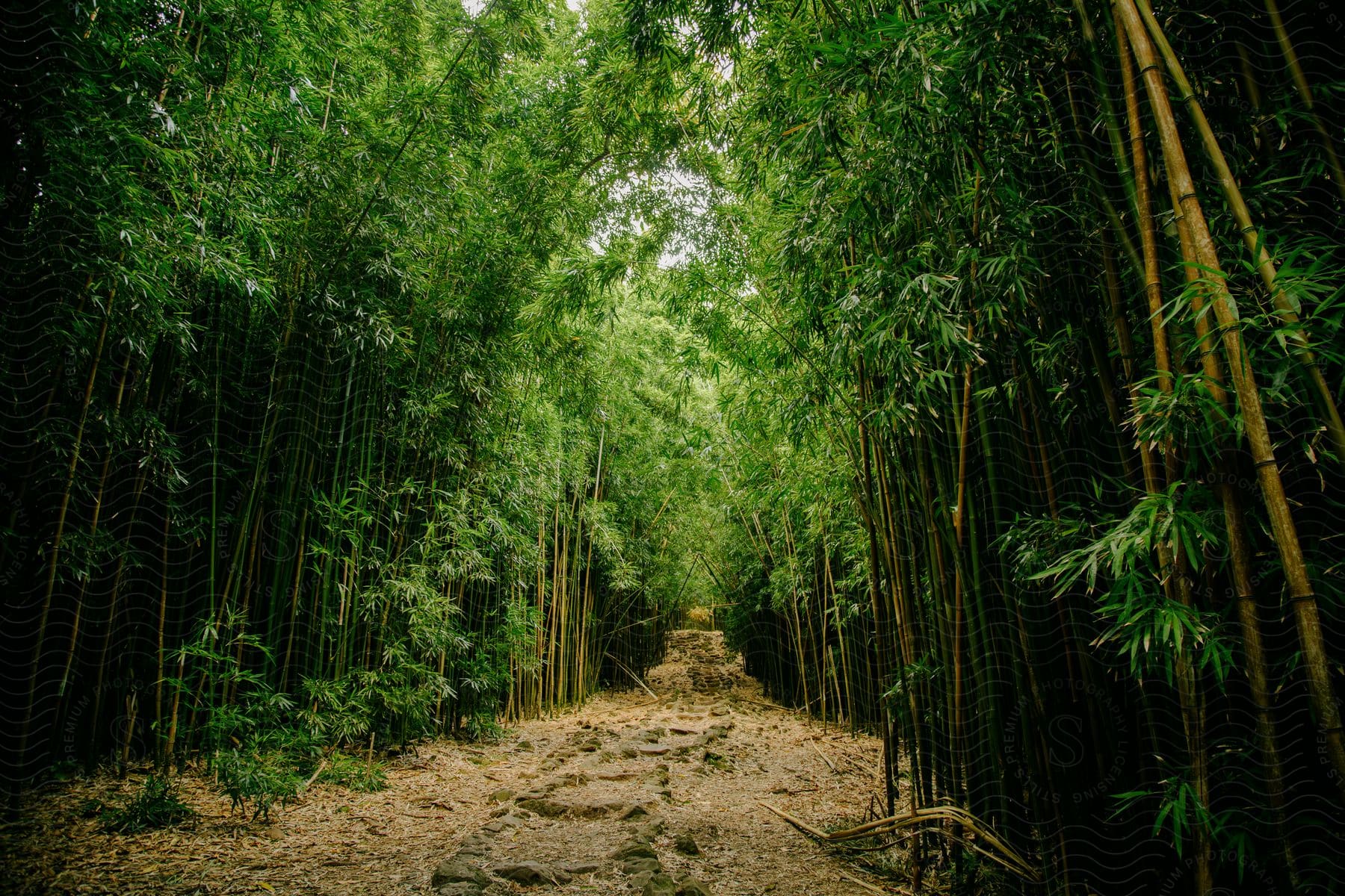 A path through a dense forest of bamboo trees with green leaves.