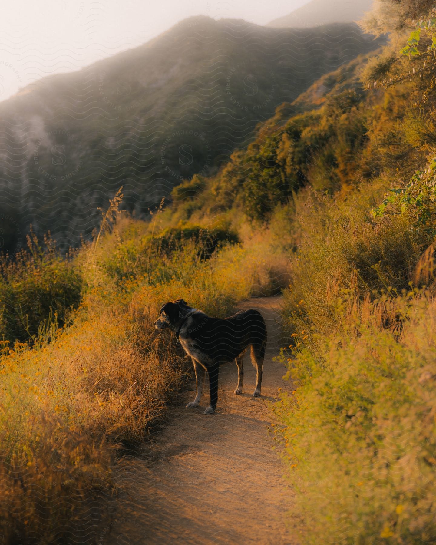 A dog standing out on a hiking trail out in the mountains