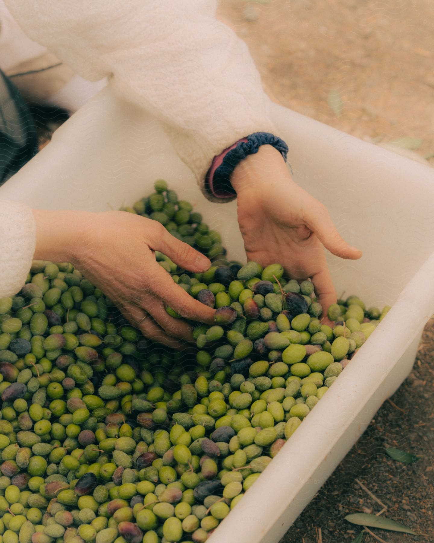 Stock photo of woman grabs a handful of freshly harvested olives