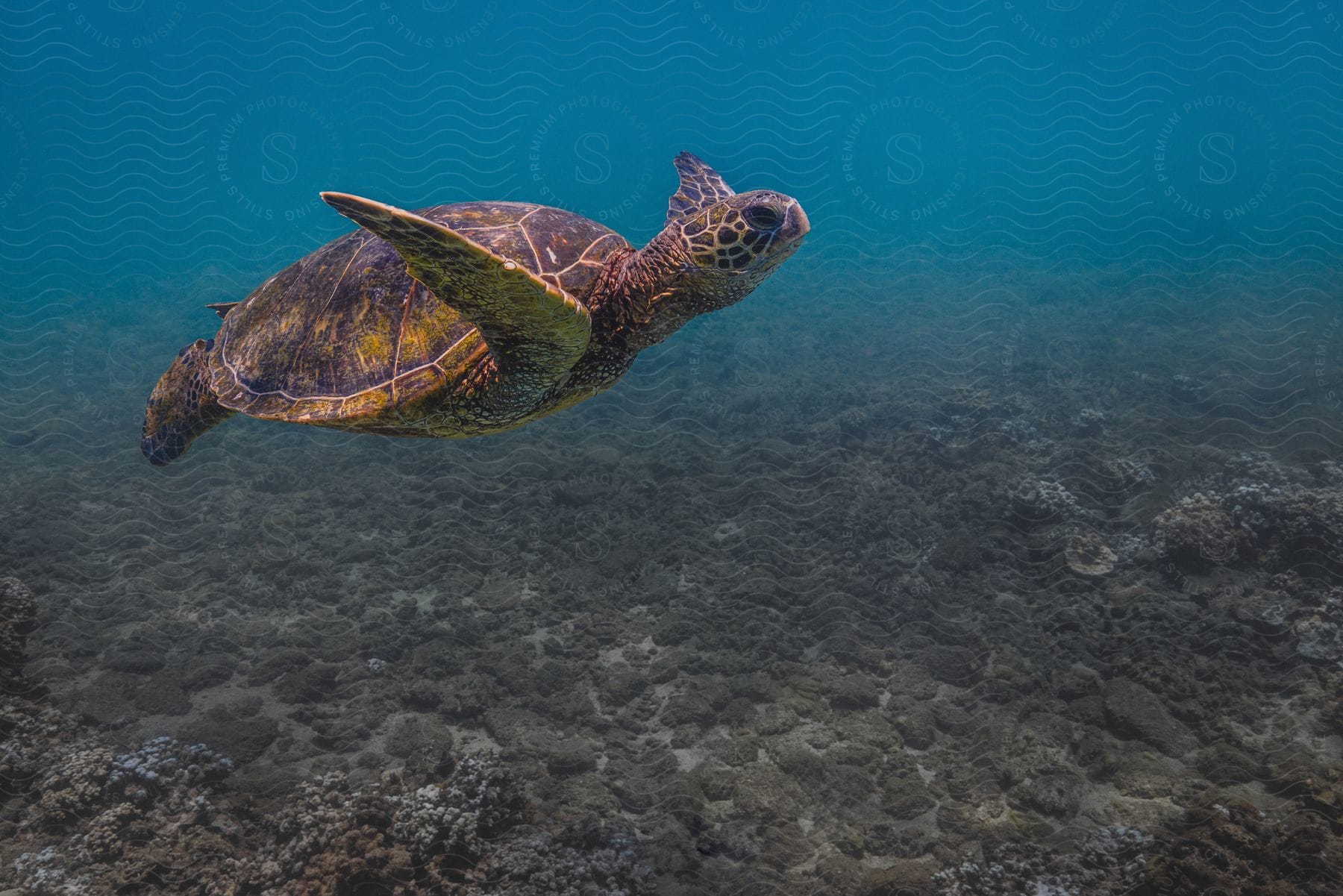 Loggerhead sea turtle swimming in water