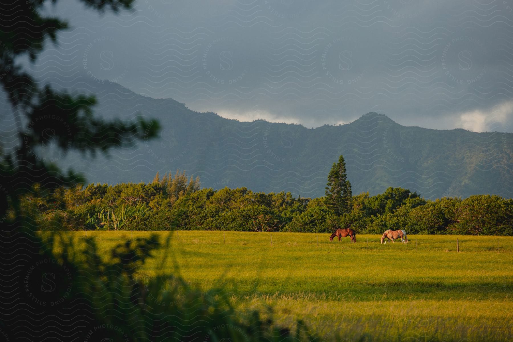 distant brown horses graze on green grass in the meadow