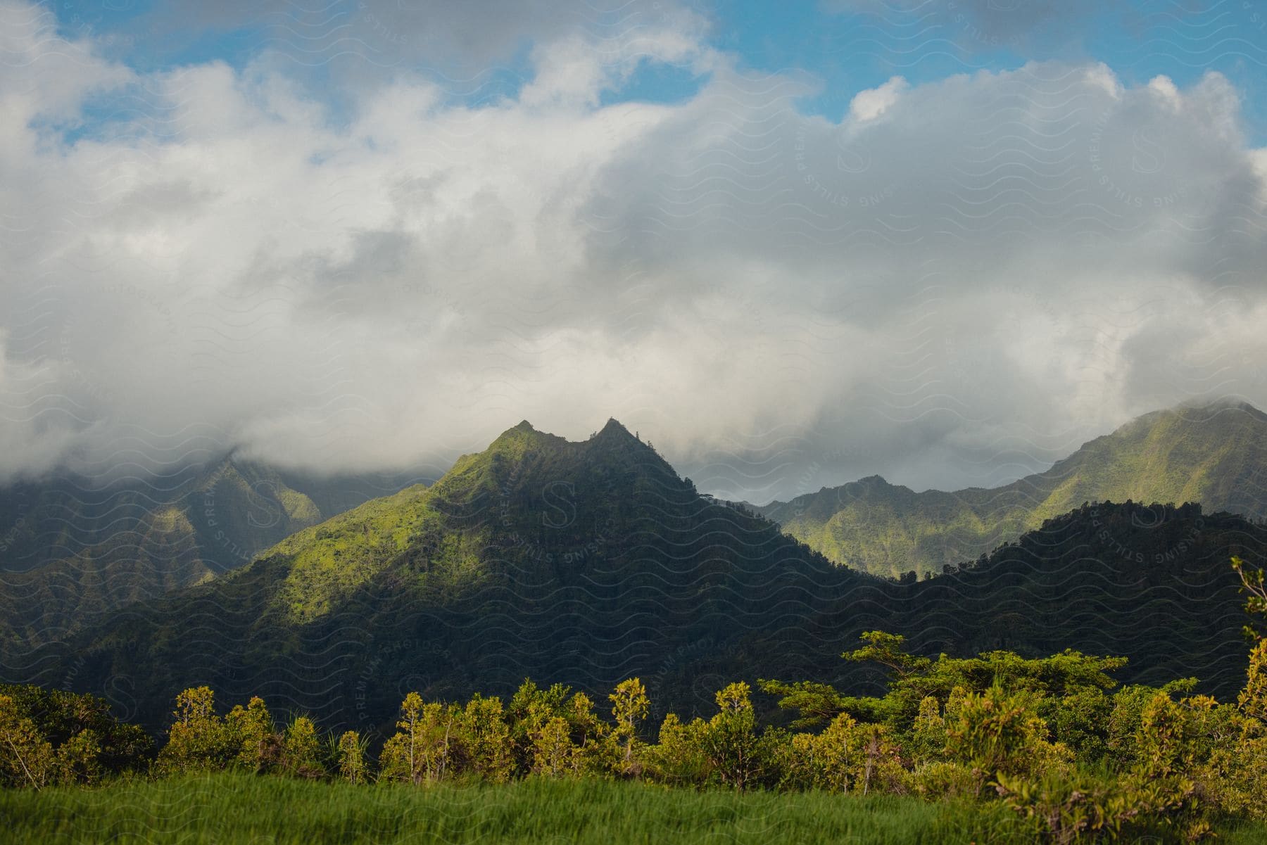 A forested mountain range viewed from a grassy field.