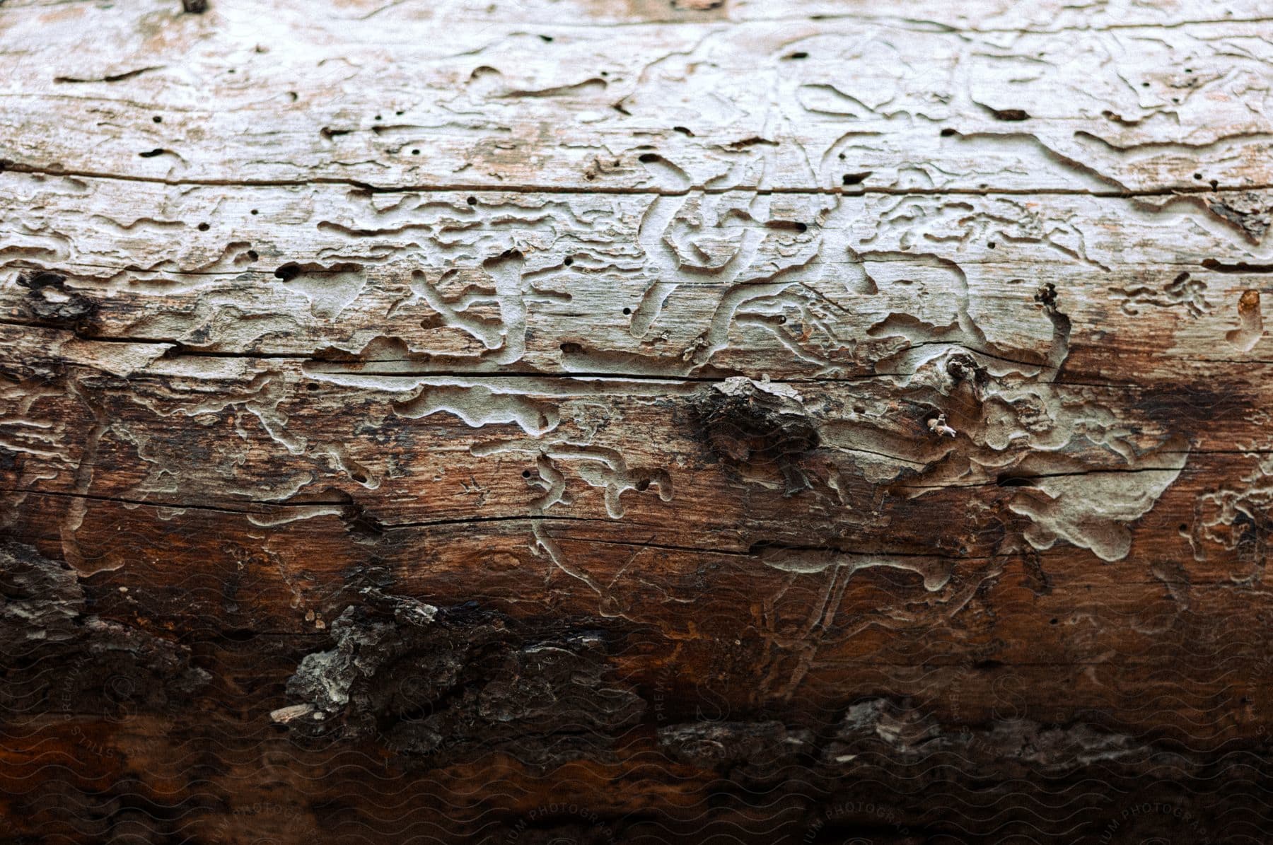 Light highlights grooves covering wooden surface.