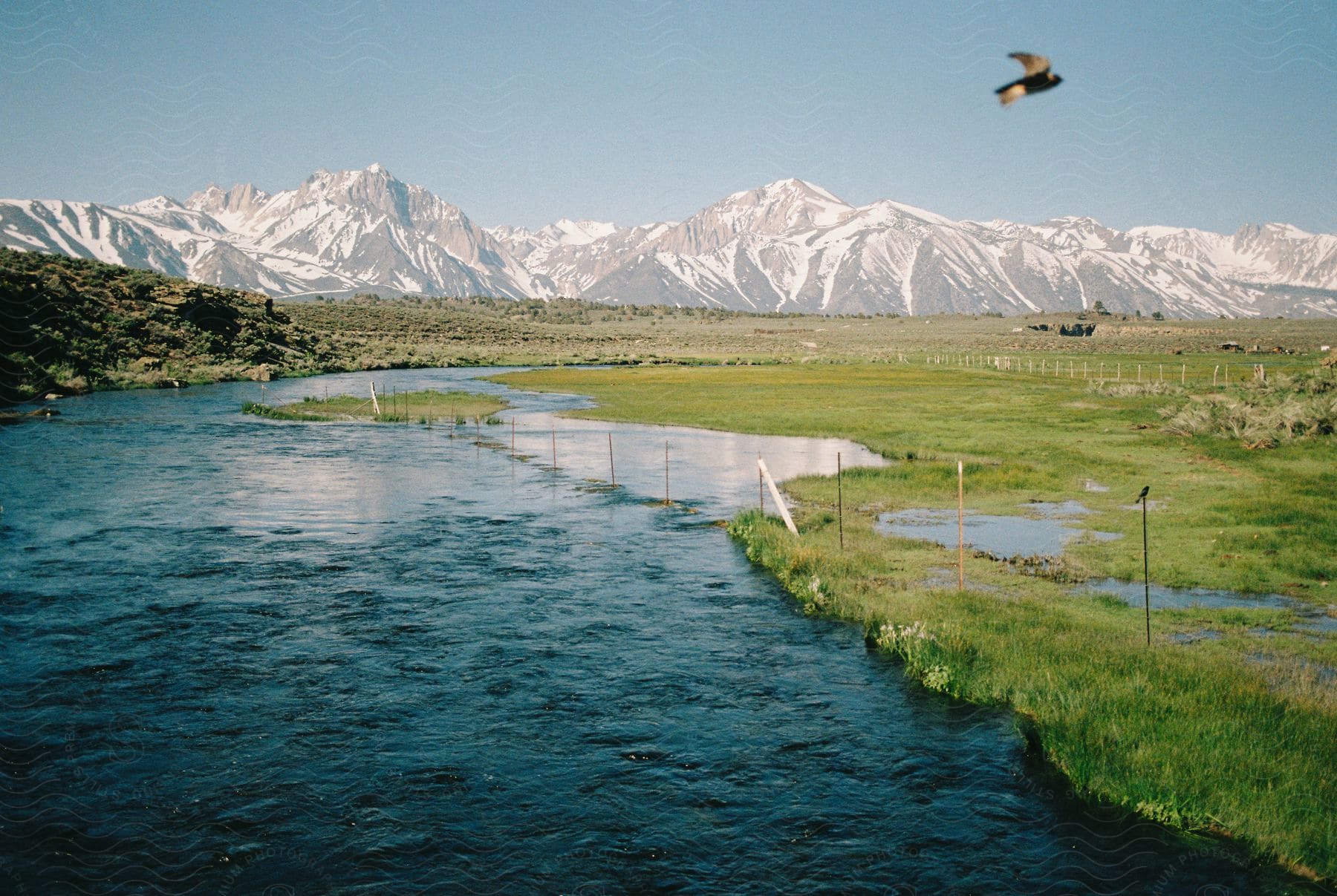 a bird flies past snow covered mountains