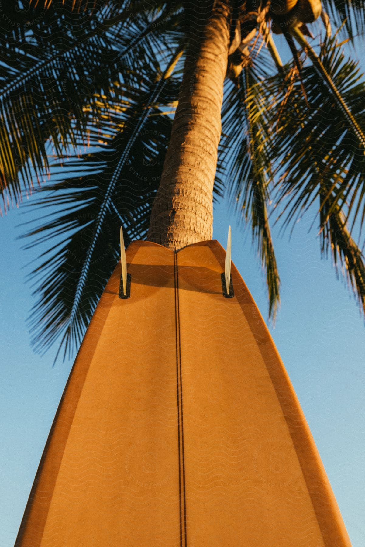 a surfboard is propped up against a palm tree