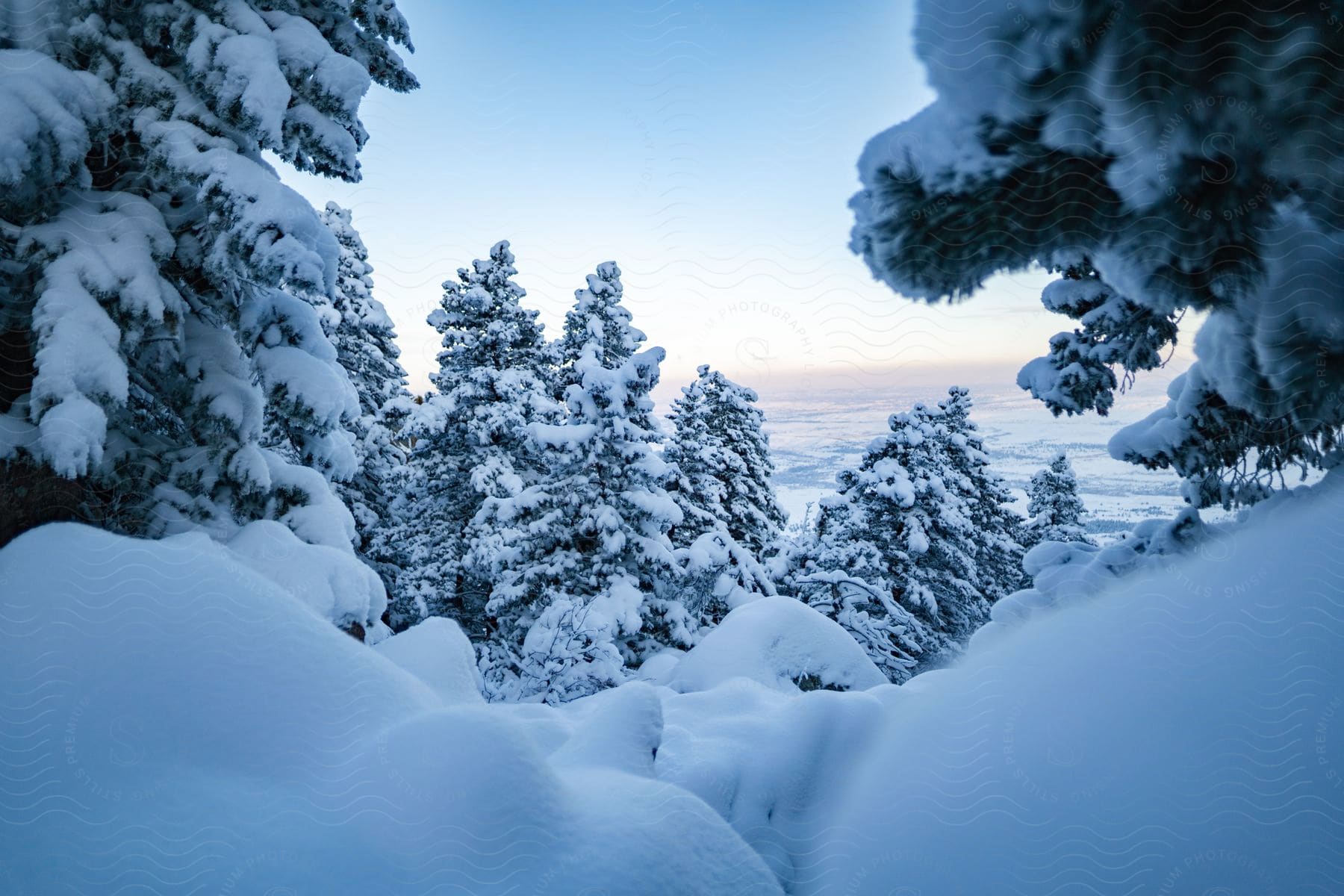 Snow covering a lot of trees and the ground out in a forest on a winter day