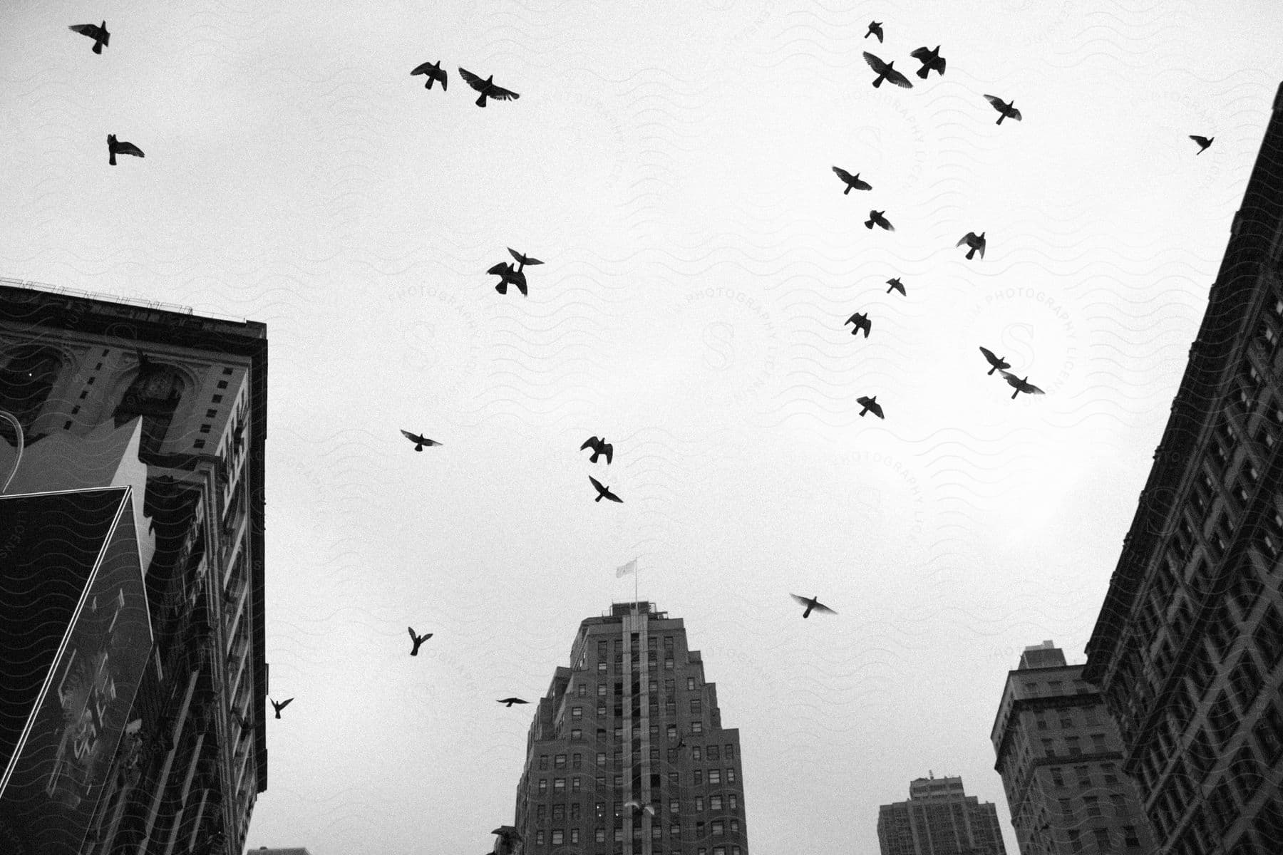 Metropolitan city skyline with birds flying over the cloudy sky.