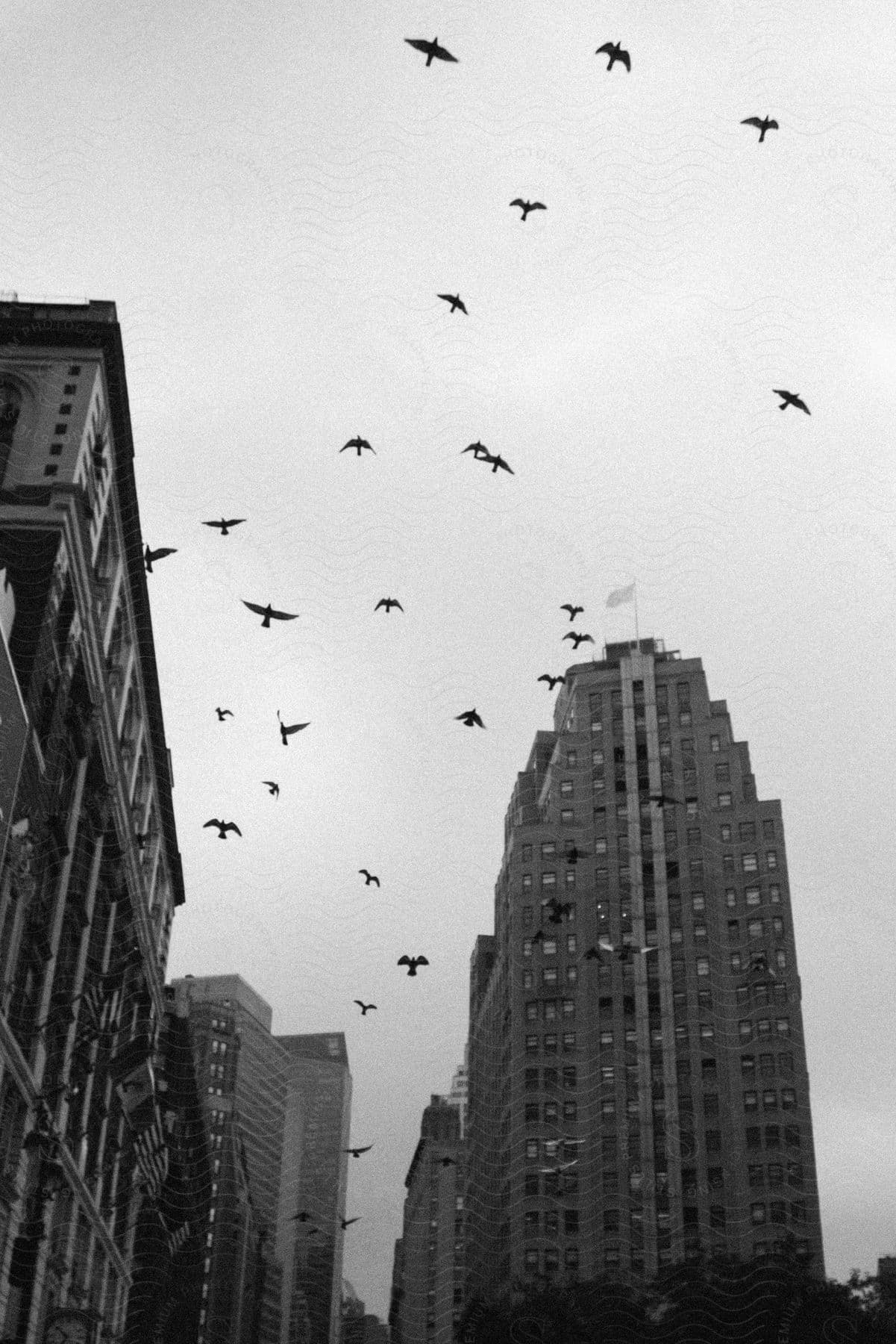 birds fly near skyscrapers in downtown area on a foggy day