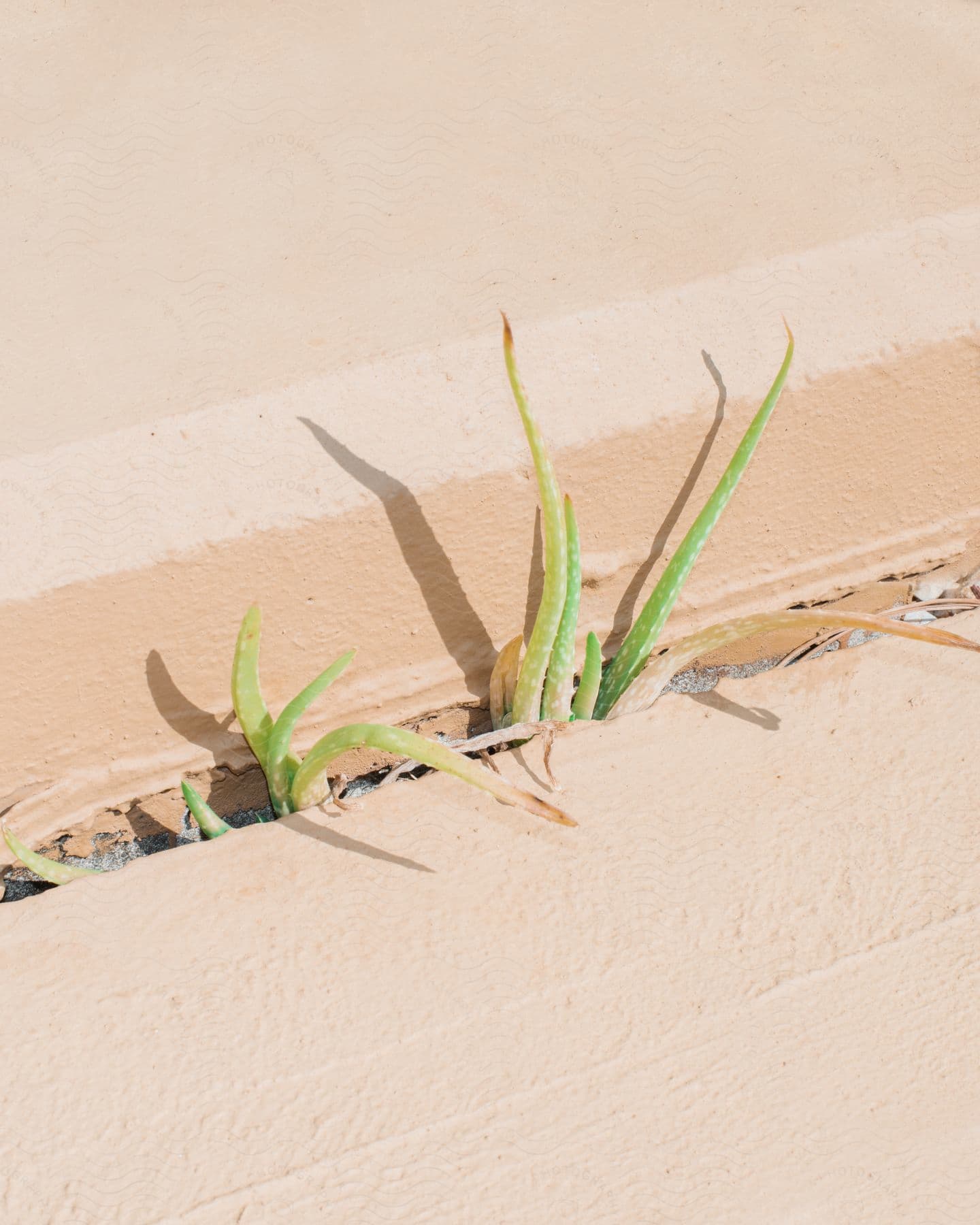 aloe vera plant growing on the floor in between concrete slab