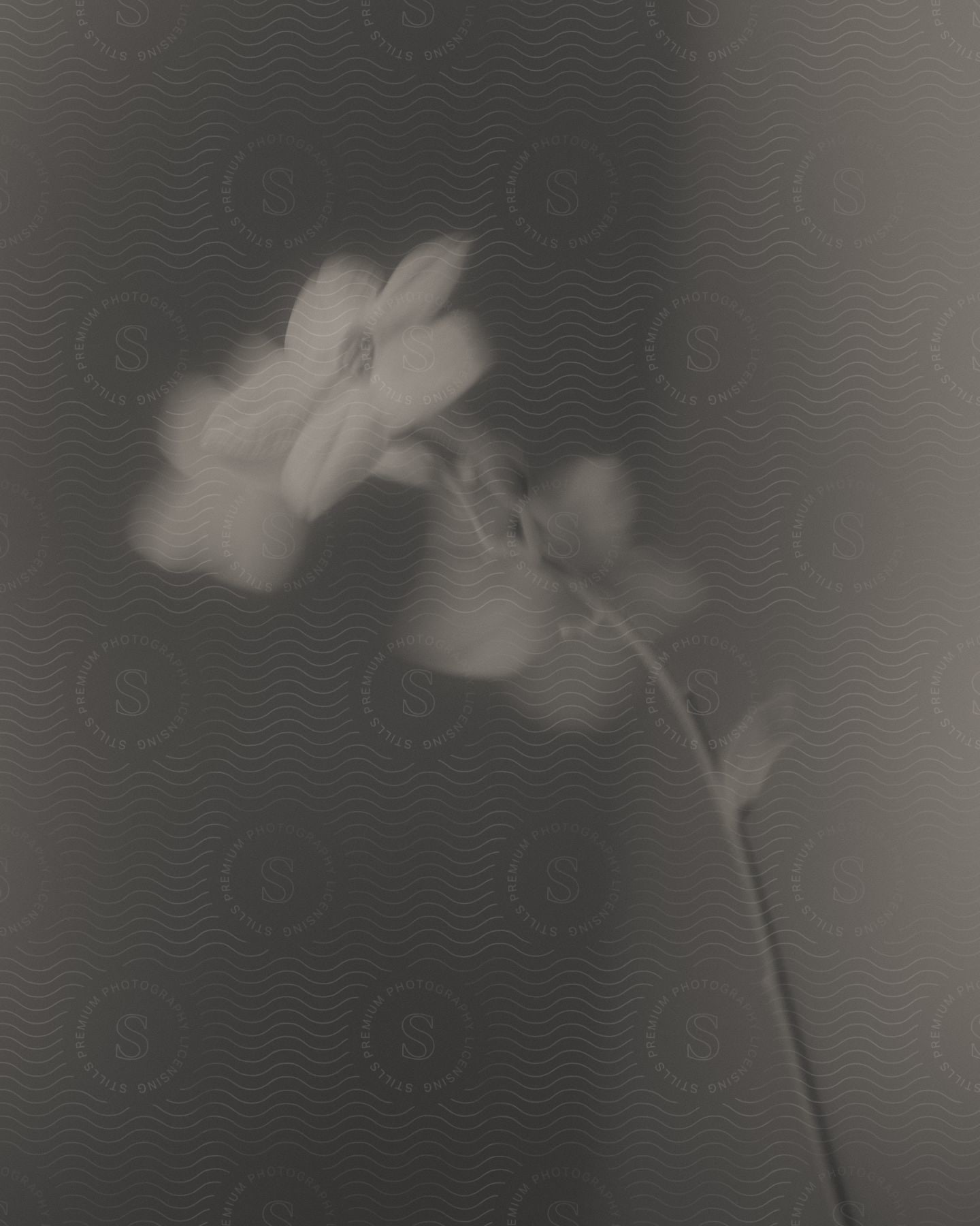 Black and white image of a flower in a room with a lot of motion blur