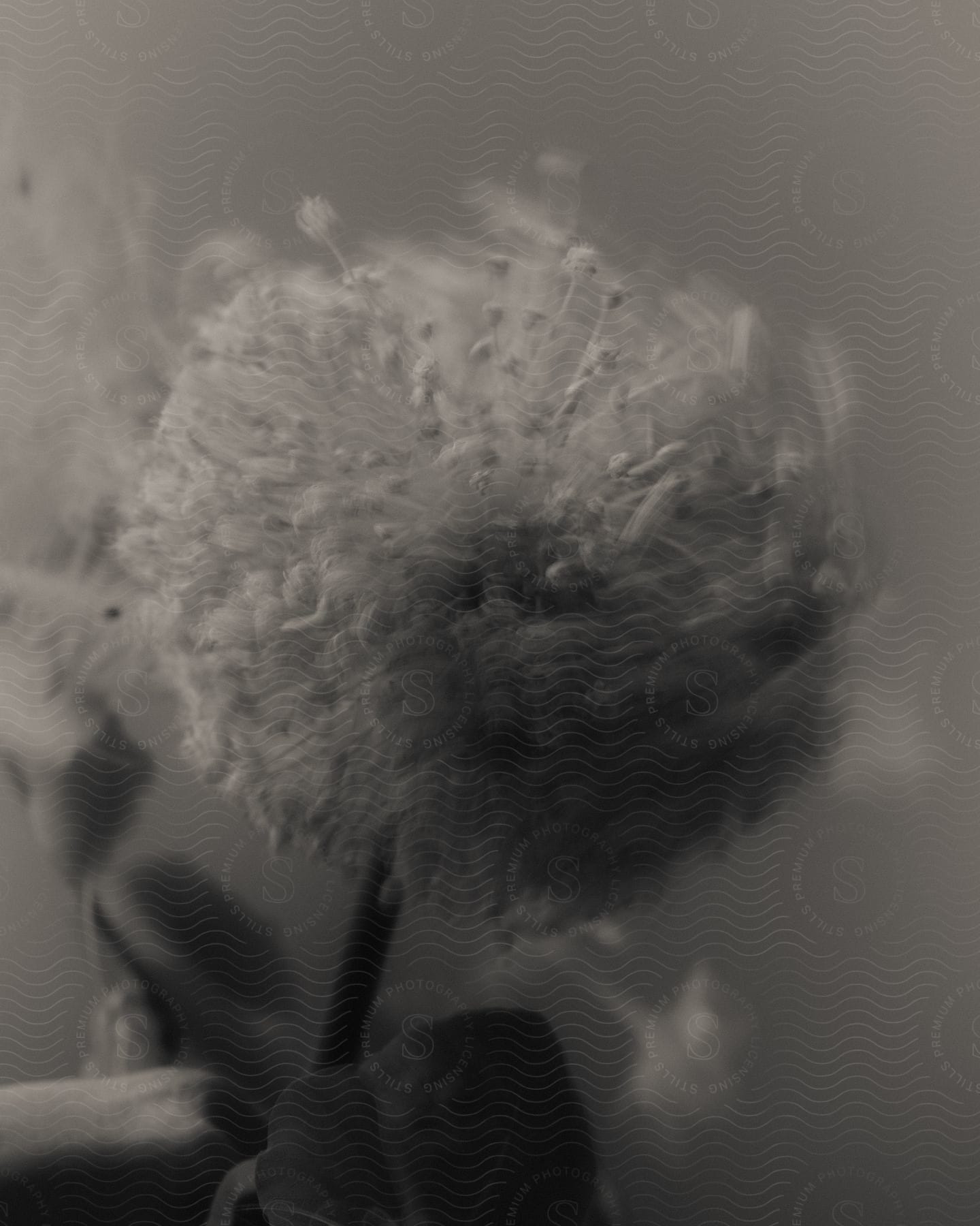 Close up of a dandelion in black and white.