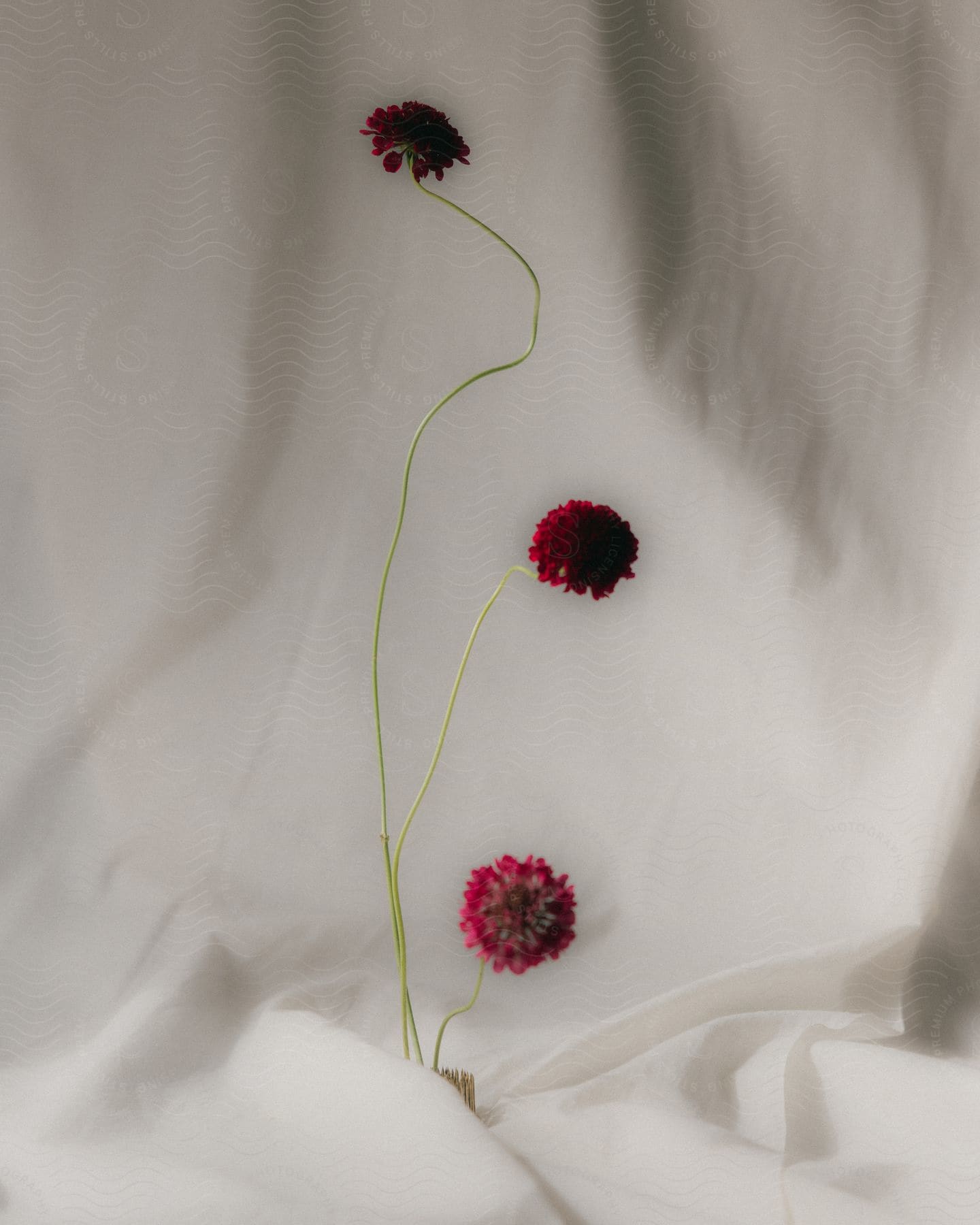 Three red flowers in front of a white cloth backdrop