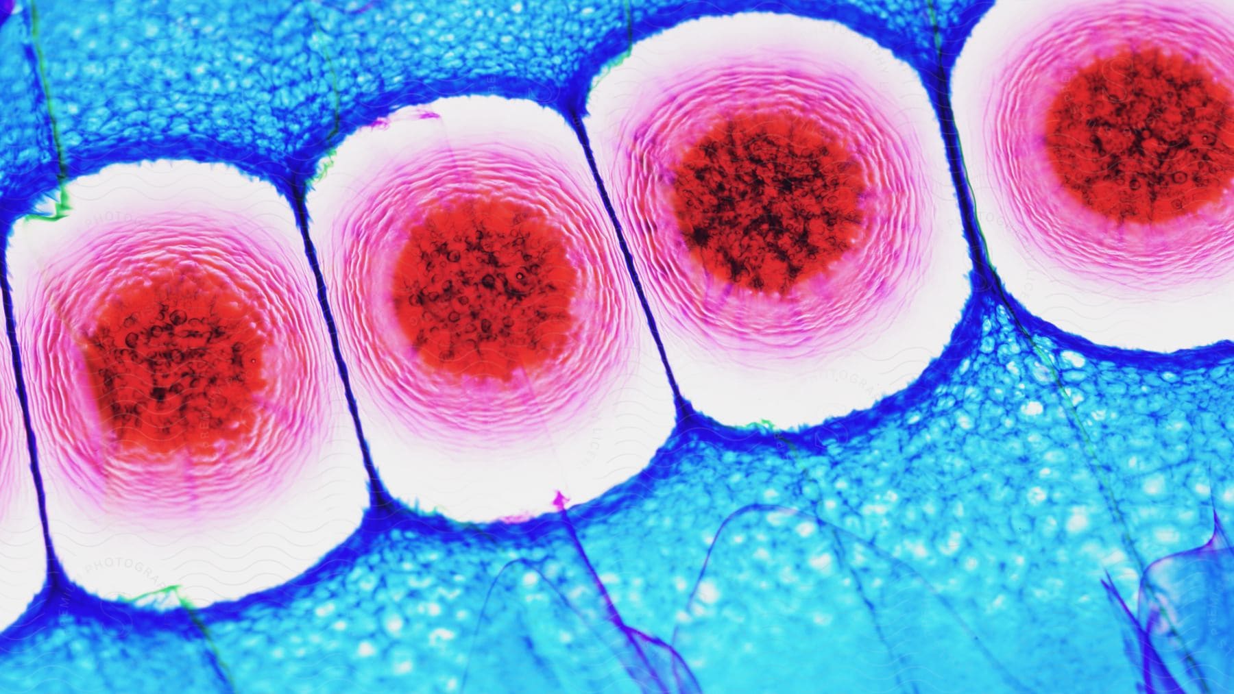 A row of cells are seen under ultra high magnification and are colored with various shades of red and blue.