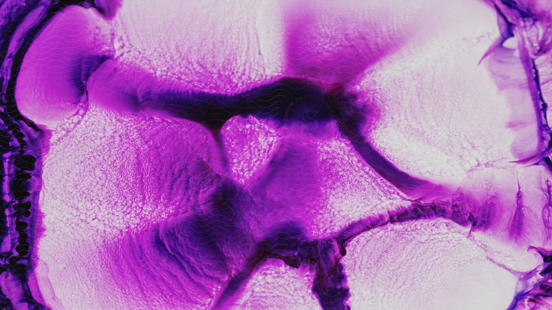 An abstract of purple and white colors that resemble flower petals.