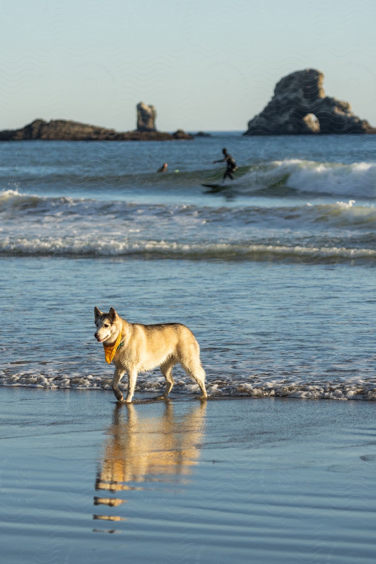 A dog is walking in the water along the beach as waves roll in and a surfer is riding a wave with rock formations in the distance