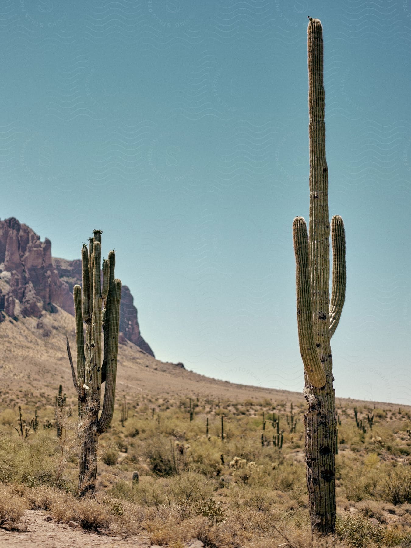 Some tall cactus standing out in the middle of the desert