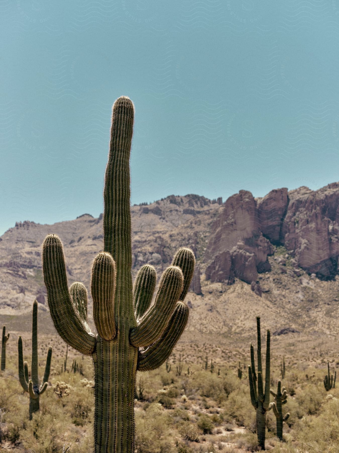 Some tall cactus out in the middle of a desert with a cliff in the distance.