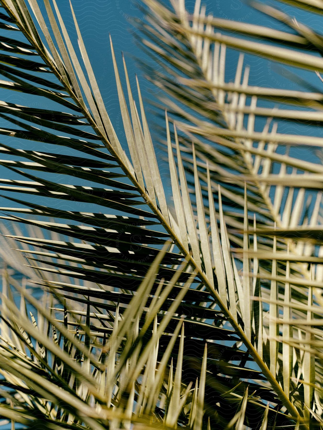 The sun shines brightly upon palm leaves