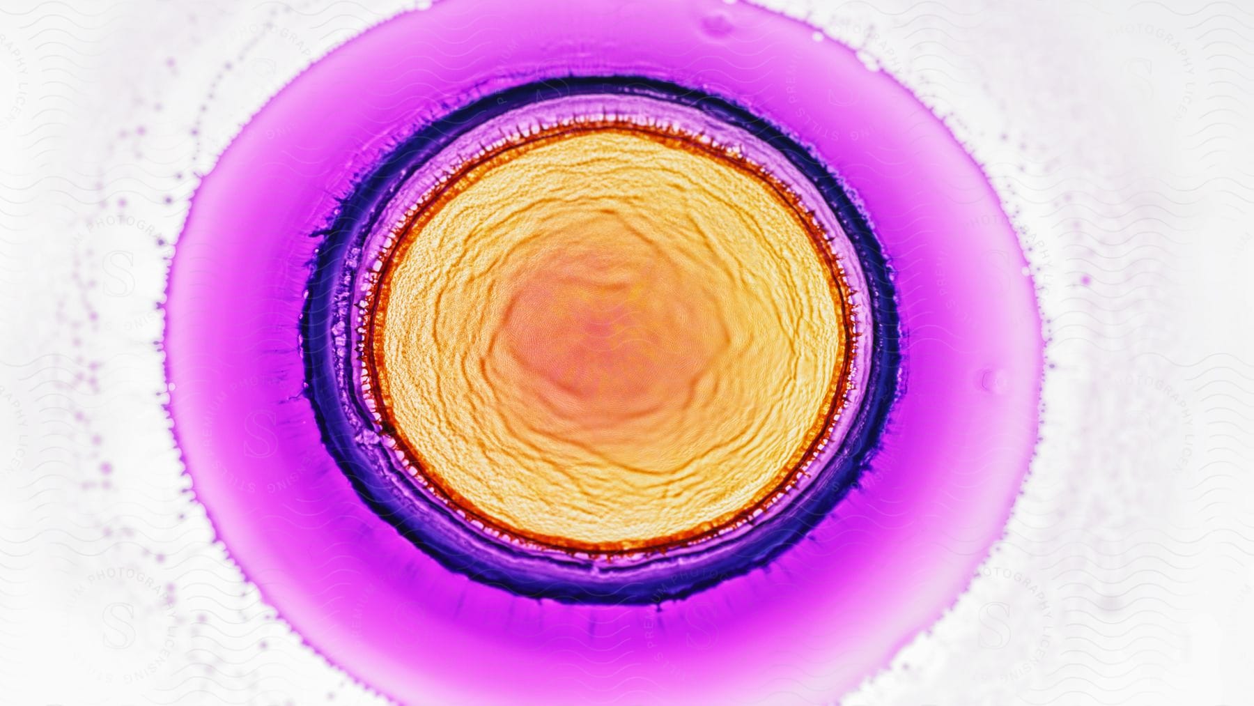 A circle of rippling rings of orange and yellow are circled with rings of red purple lavender and hot pink