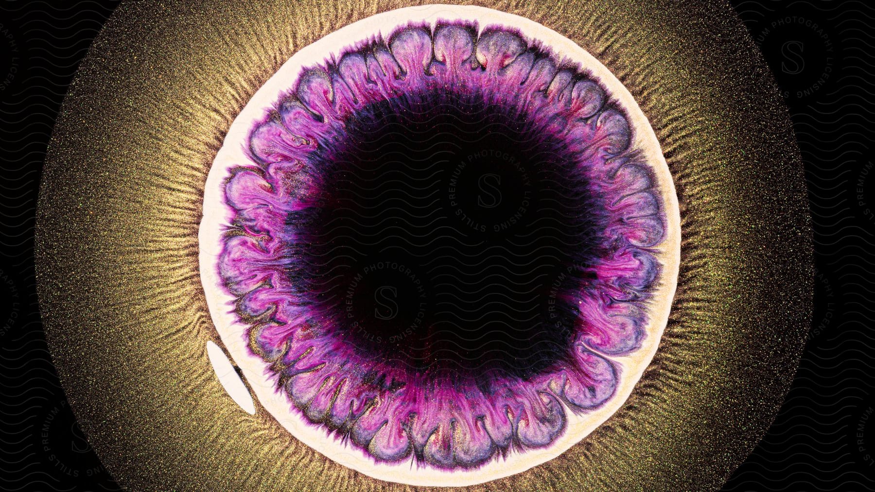 An eye like structure has purple like color inside the white round structure.