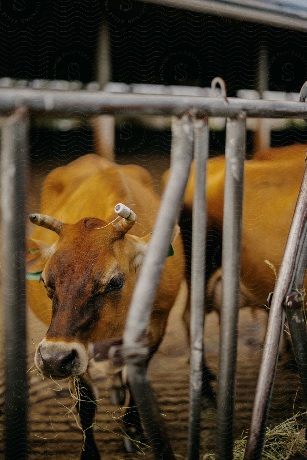 Cows at a feeding station on a farm in the daytime.