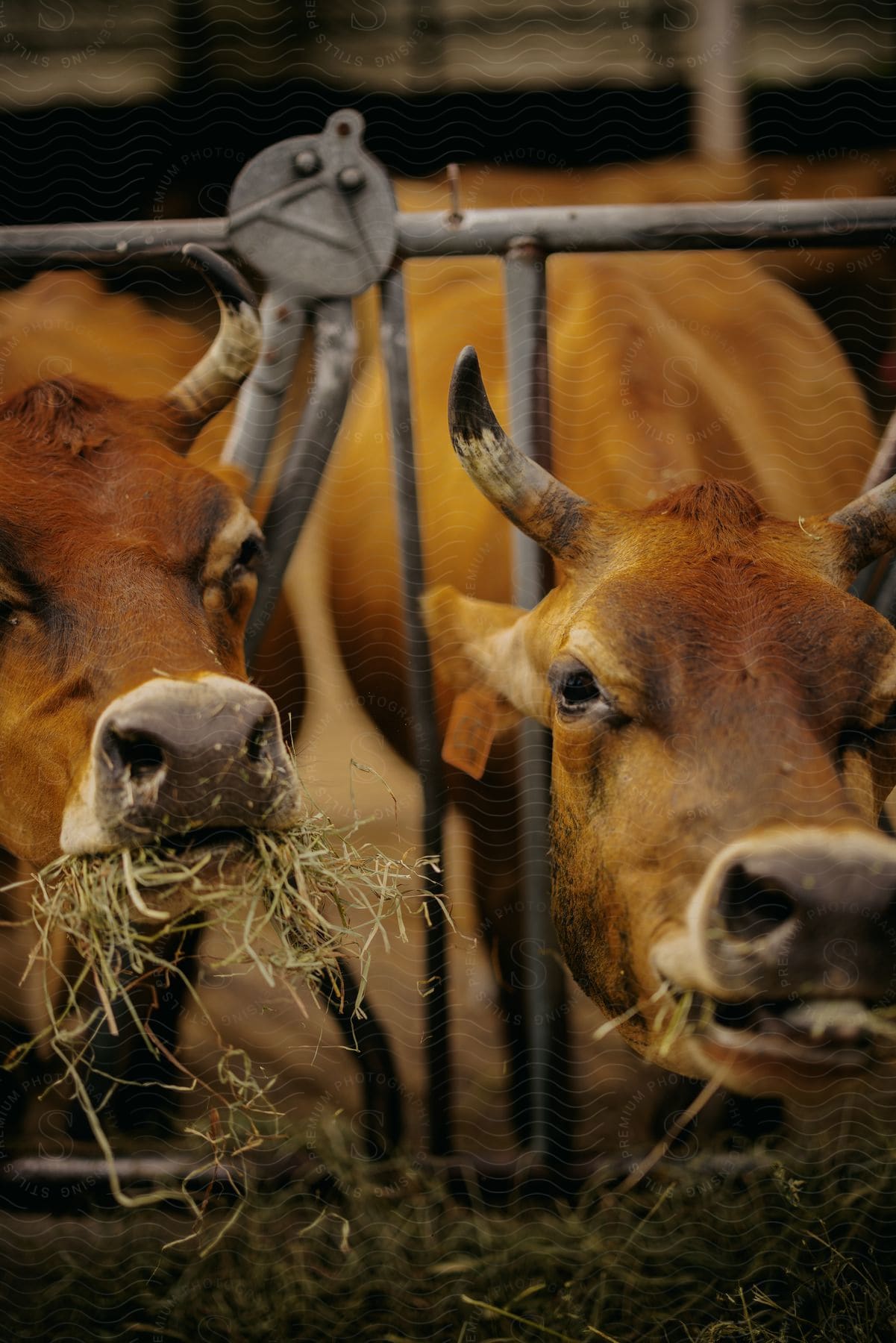 Two cows eating grass on a farm.