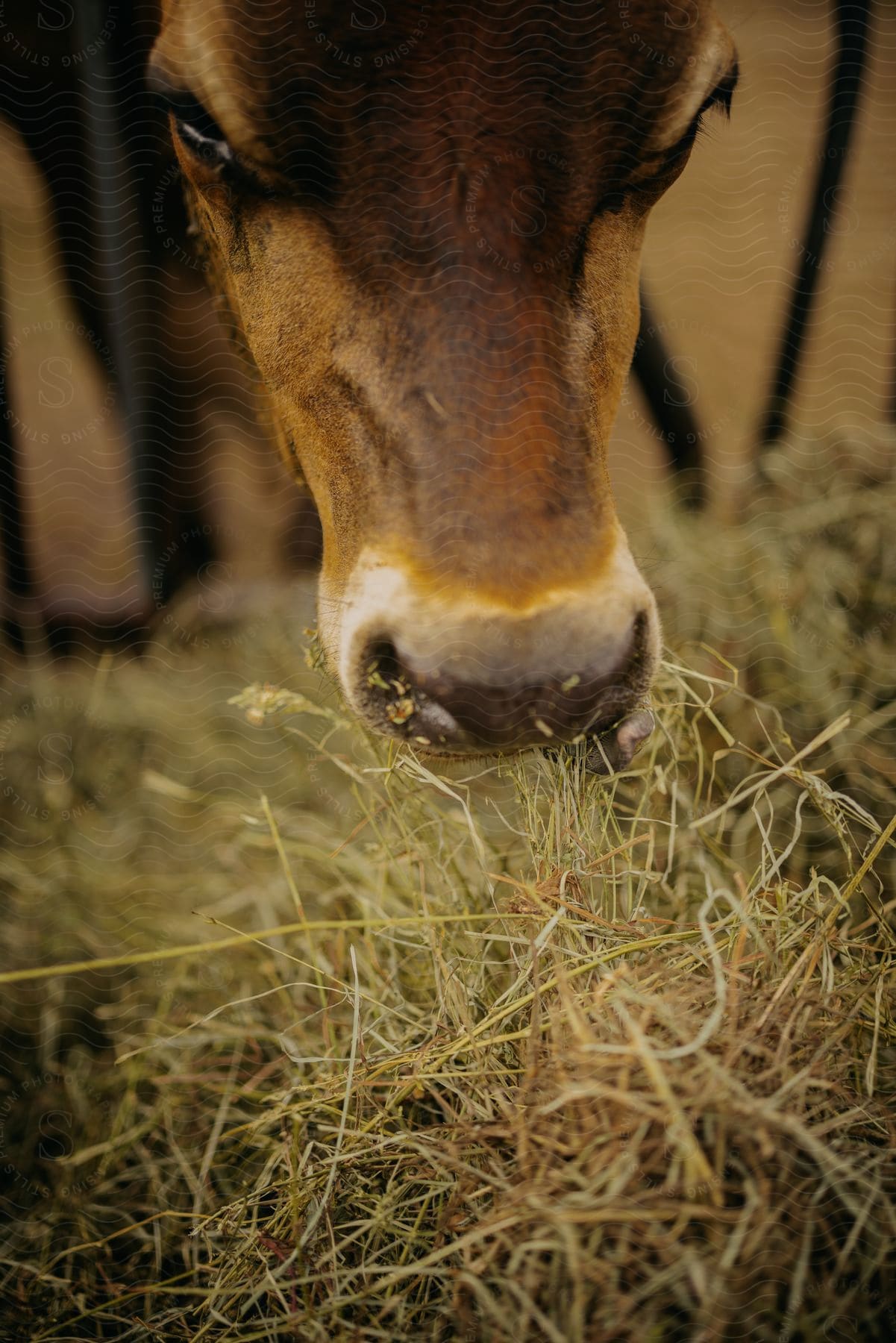 A brown cow is eating hay from the ground.