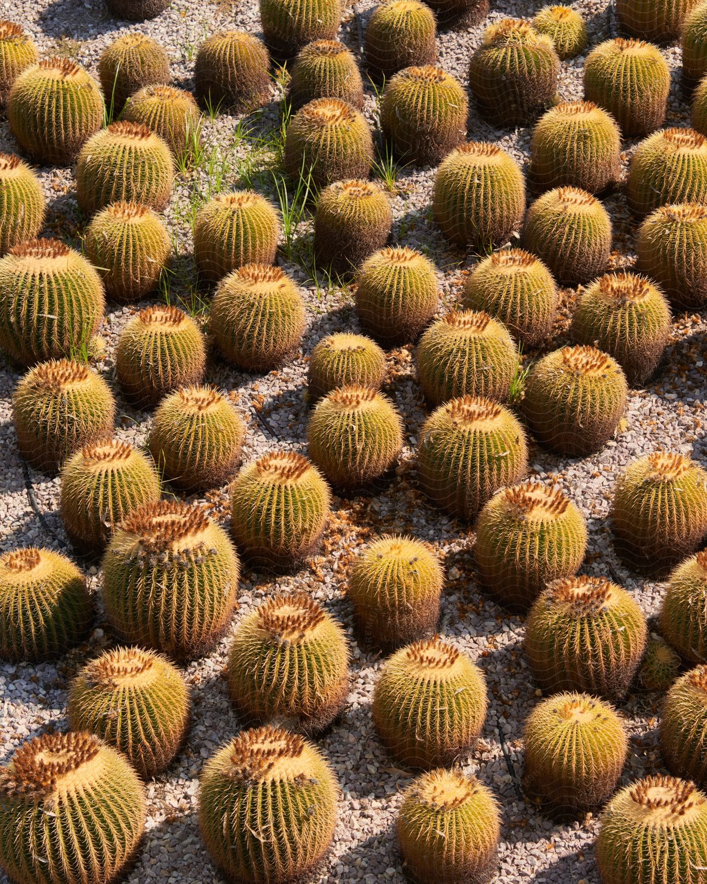 cactus garden on a sunny day