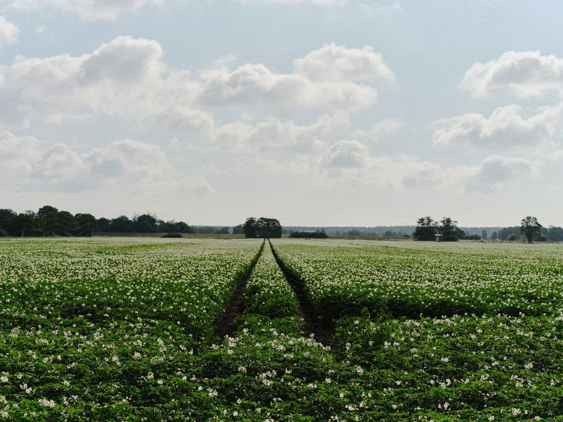 A cultivated field of white flowers with tracks running through the center.